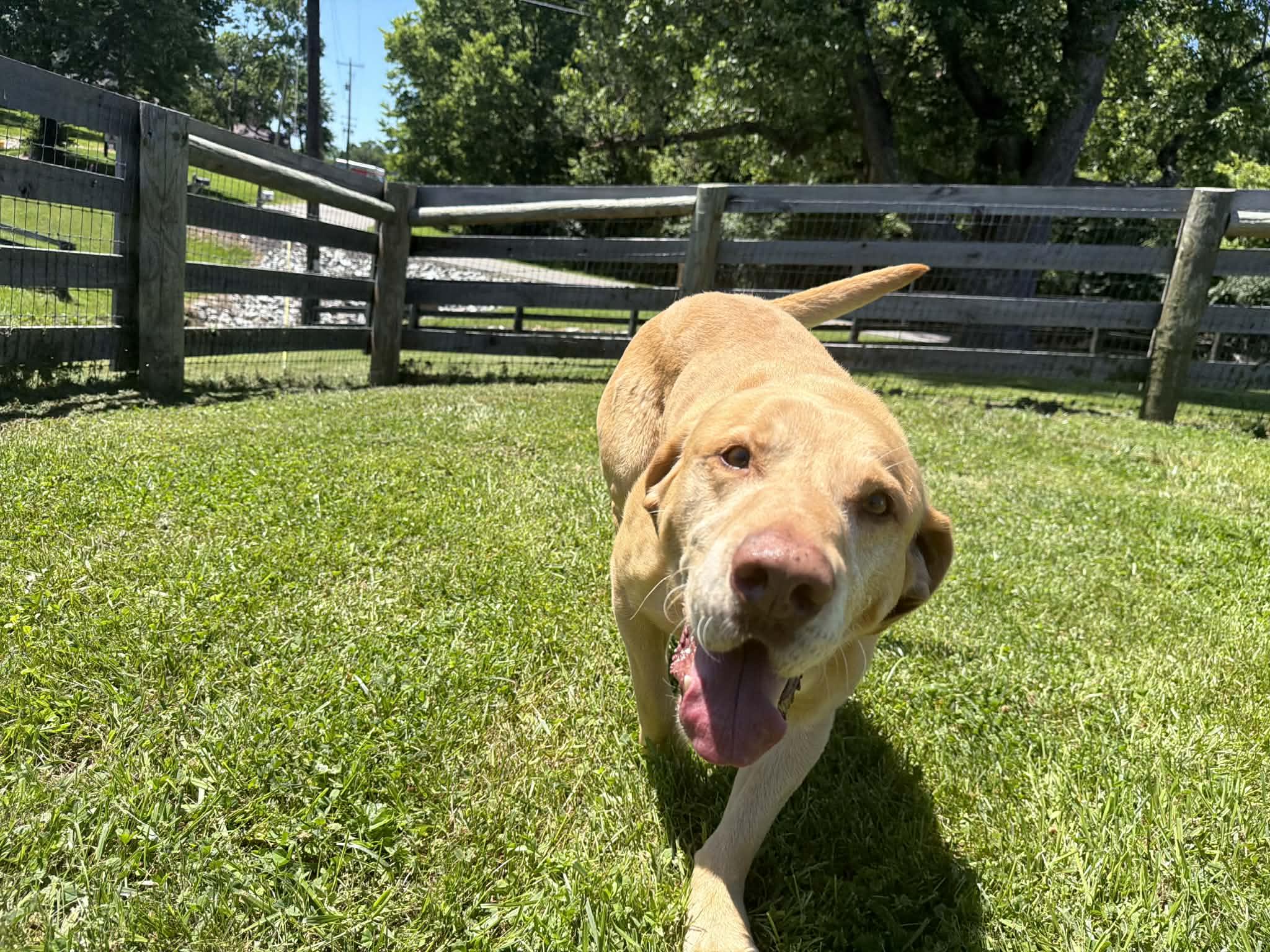Moose, a ADOPTABLE Yellow Labrador Retriever in Shelbyville, KY image 3/5
