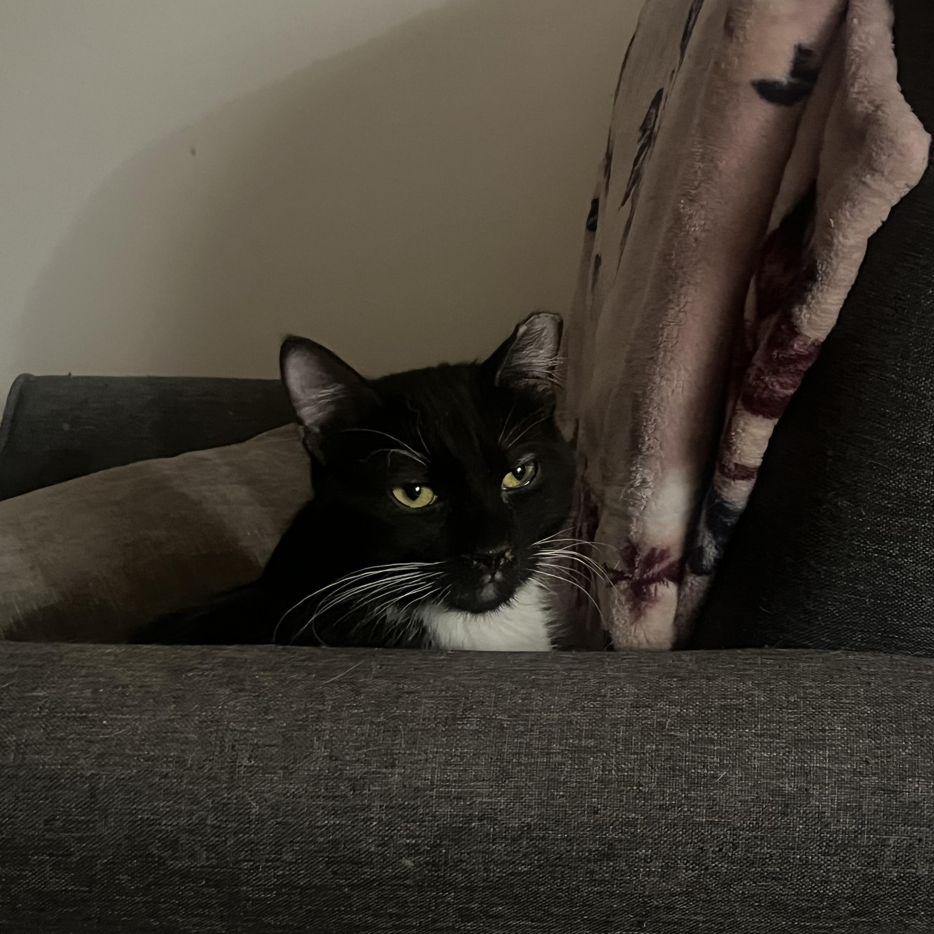 Umber, an adopted Domestic Short Hair in Sussex, NJ image 2/2