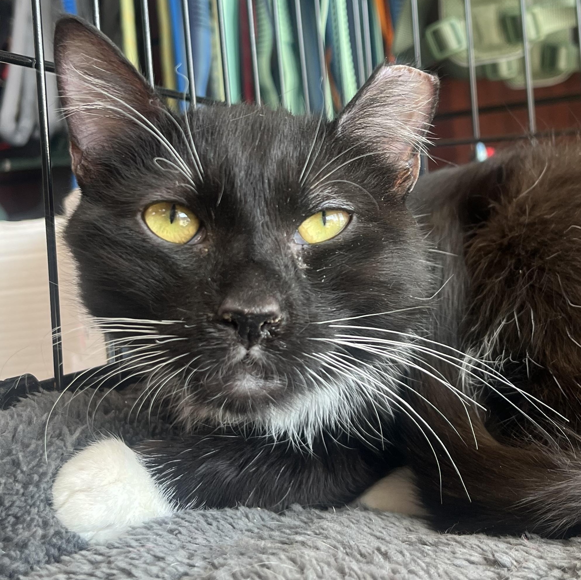 Umber, ADOPTABLE, Adult Male Domestic Short Hair.