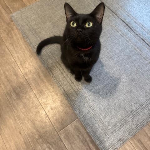 Endora, Adoptable, Adult Female Domestic Short Hair.