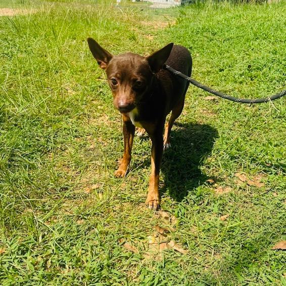 Enlarge Odie, a Adoptable Chihuahua in Enterprise, AL image 1/1