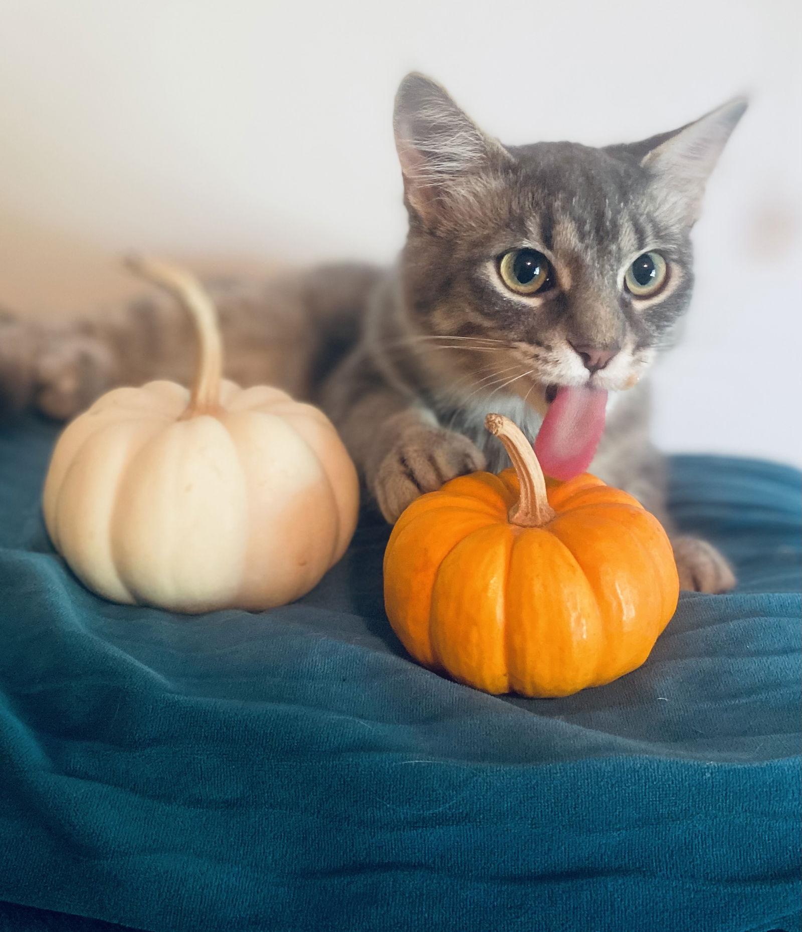 Catcamino, Adoptable, Kitten Female Domestic Medium Hair.