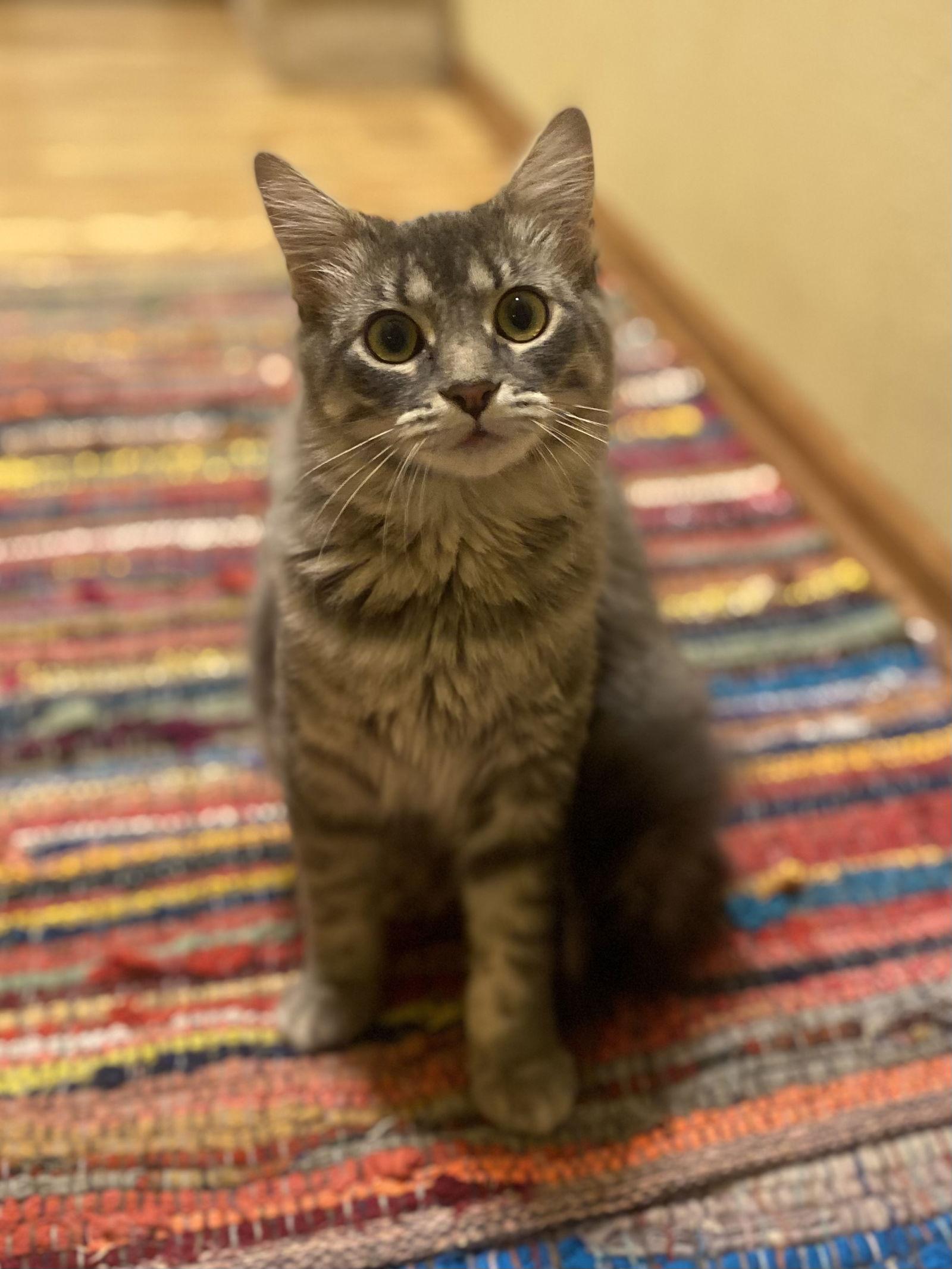 Enlarge Catcamino, a Adoptable Domestic Medium Hair in West Des Moines, IA image 3/3