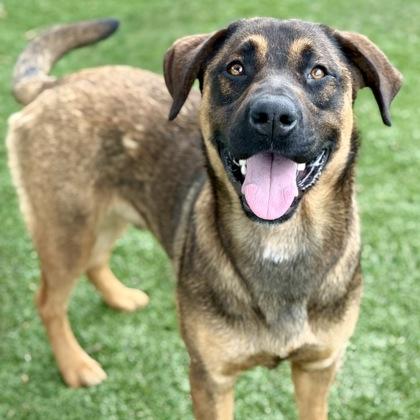 Rufus, a ADOPTABLE mixed breed in Red Bluff, CA image 2/3