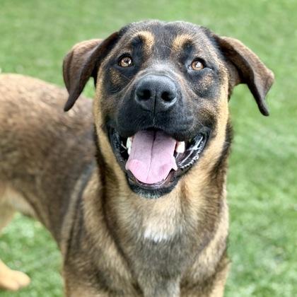 Rufus, ADOPTABLE, Young Male Shepherd.
