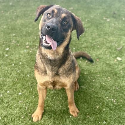 Rufus, a ADOPTABLE mixed breed in Red Bluff, CA image 3/3