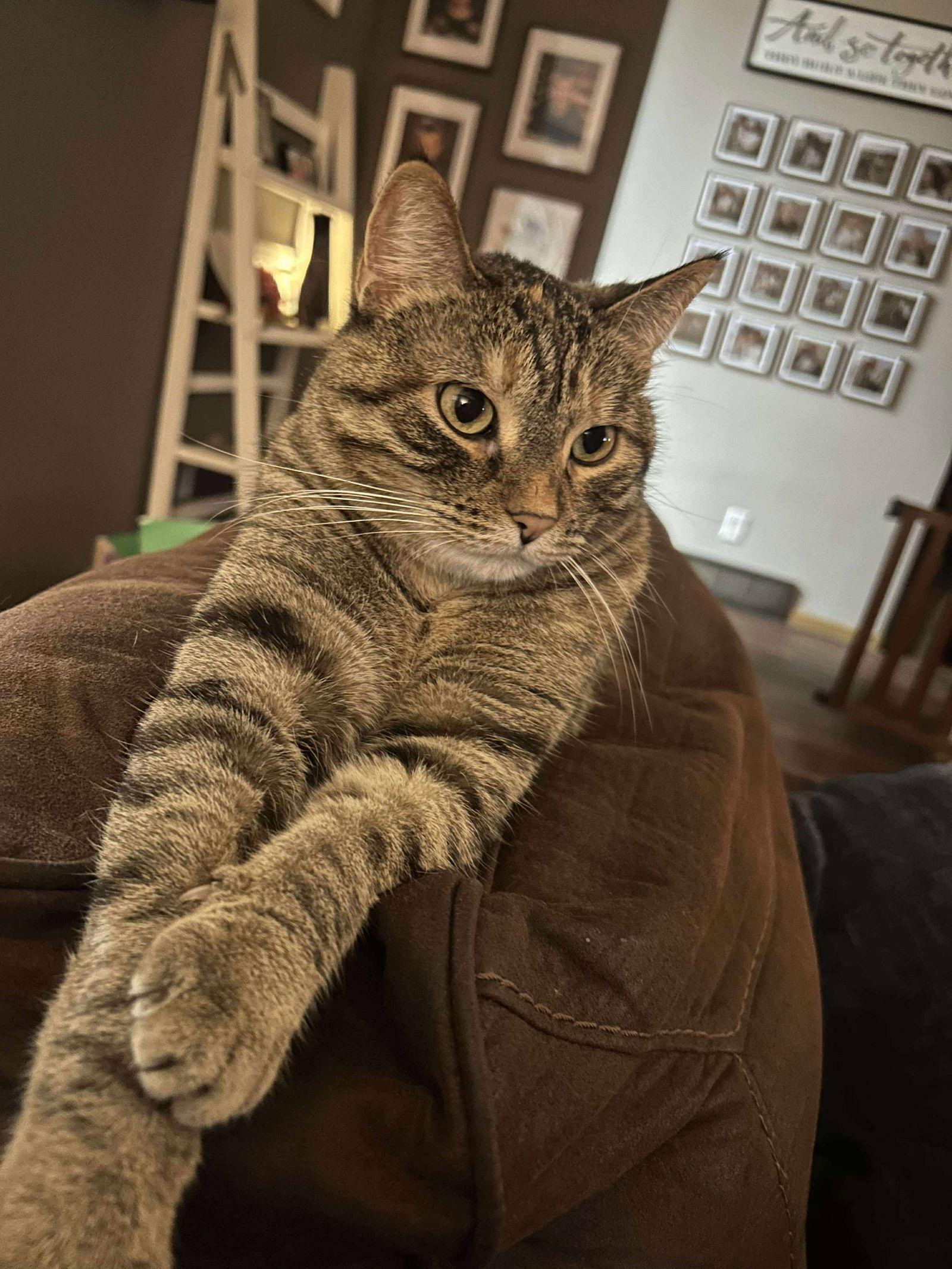 Enlarge Judie, a Adopted mixed breed in Alexandria, MN image 1/3