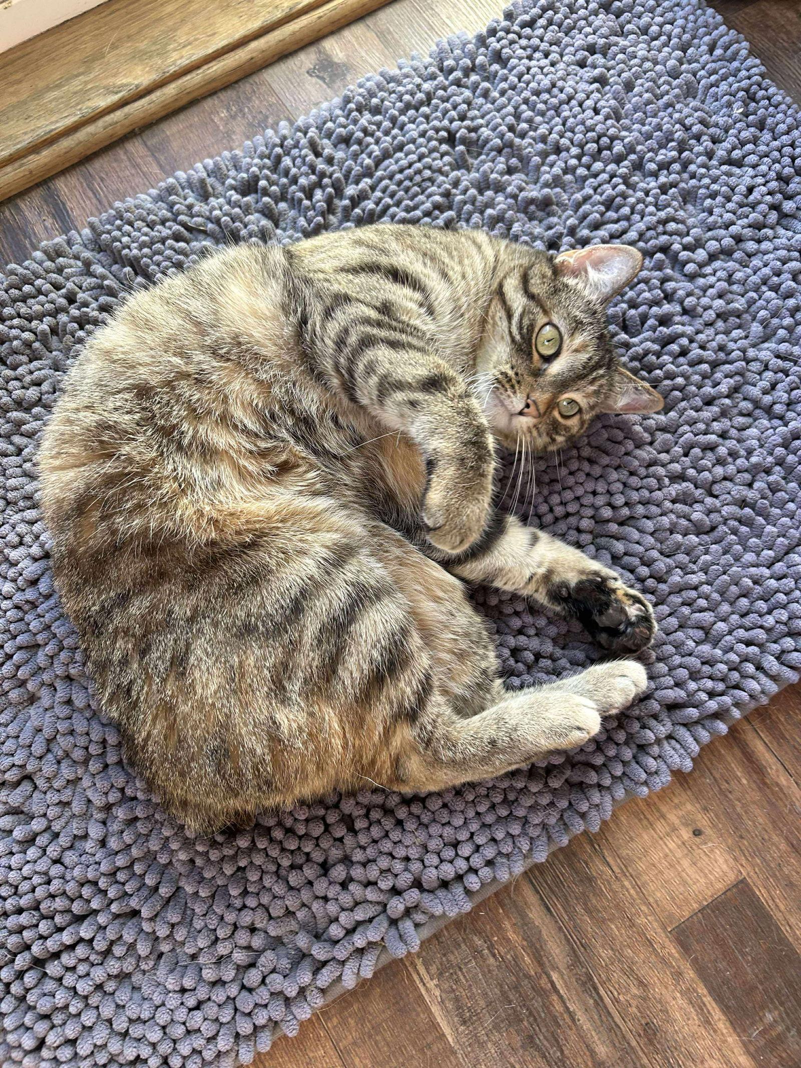Judie, Adopted, Adult Female Domestic Short Hair & American Bobtail.