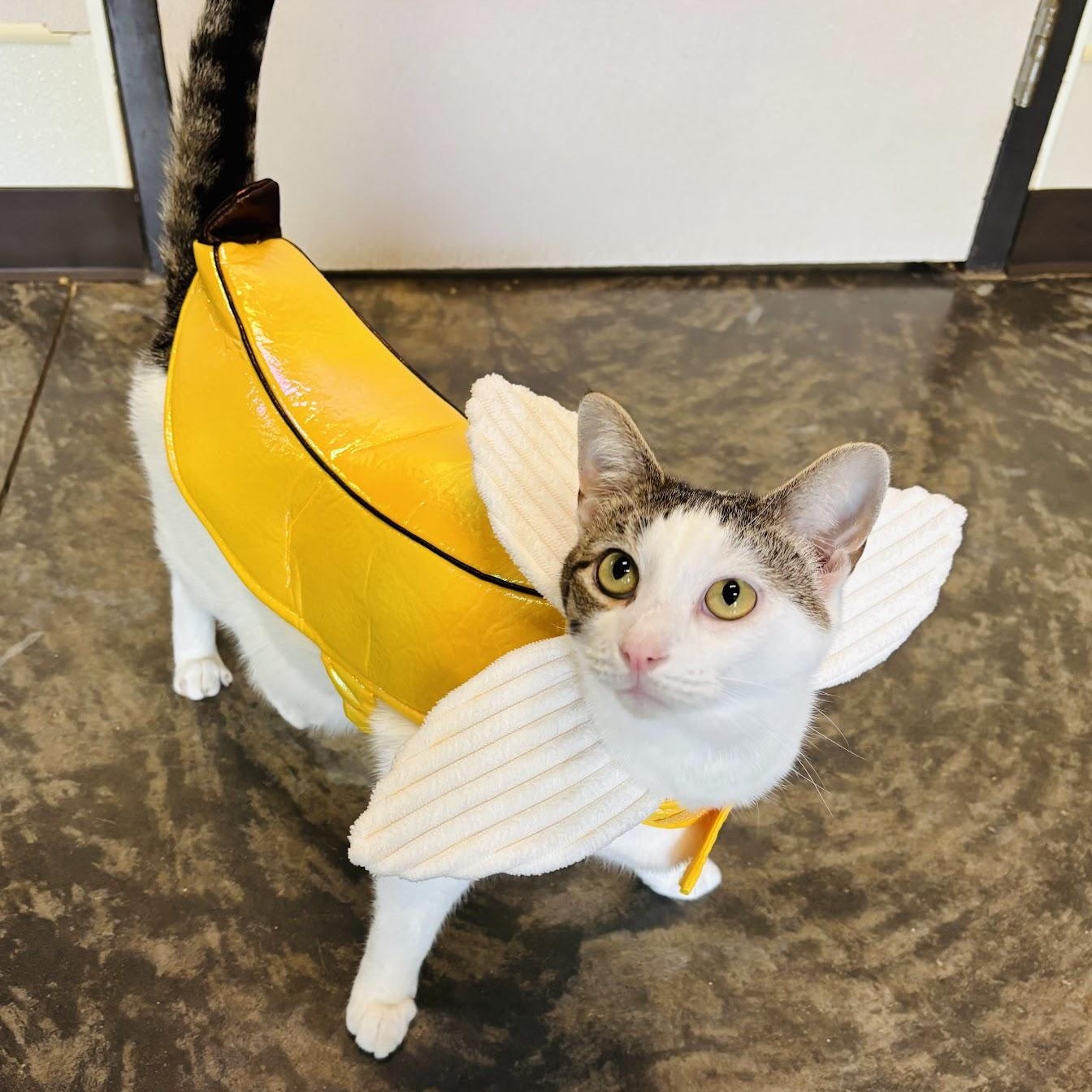 Enlarge Elliott, a Adoptable Domestic Short Hair in Salisbury, NC image 1/6