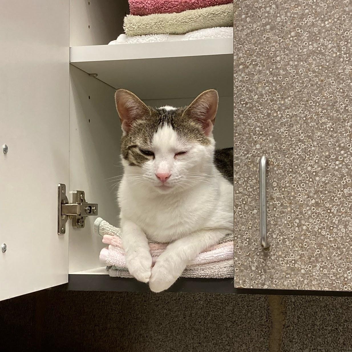 Enlarge Elliott, a Adoptable Domestic Short Hair in Salisbury, NC image 2/6