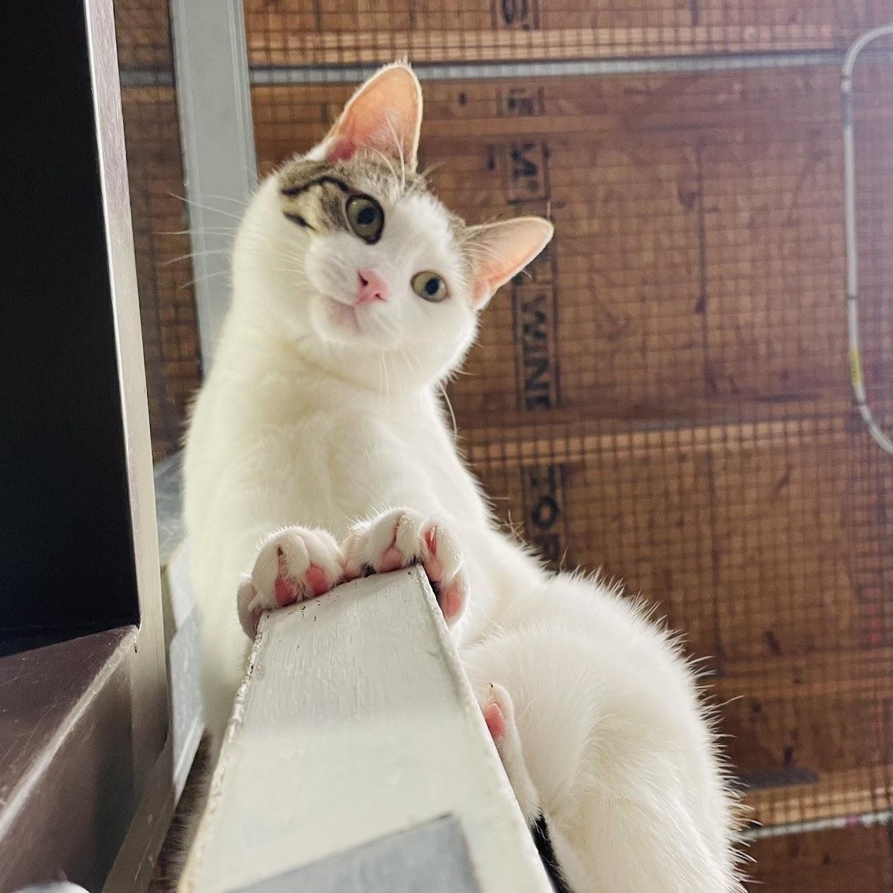 Enlarge Elliott, a Adoptable Domestic Short Hair in Salisbury, NC image 3/6