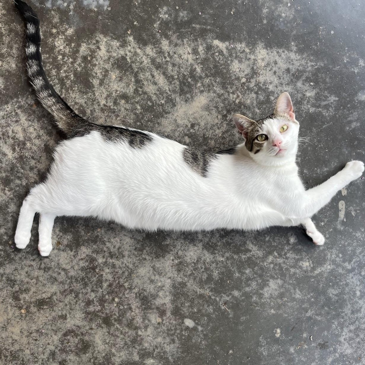 Enlarge Elliott, a Adoptable Domestic Short Hair in Salisbury, NC image 4/6