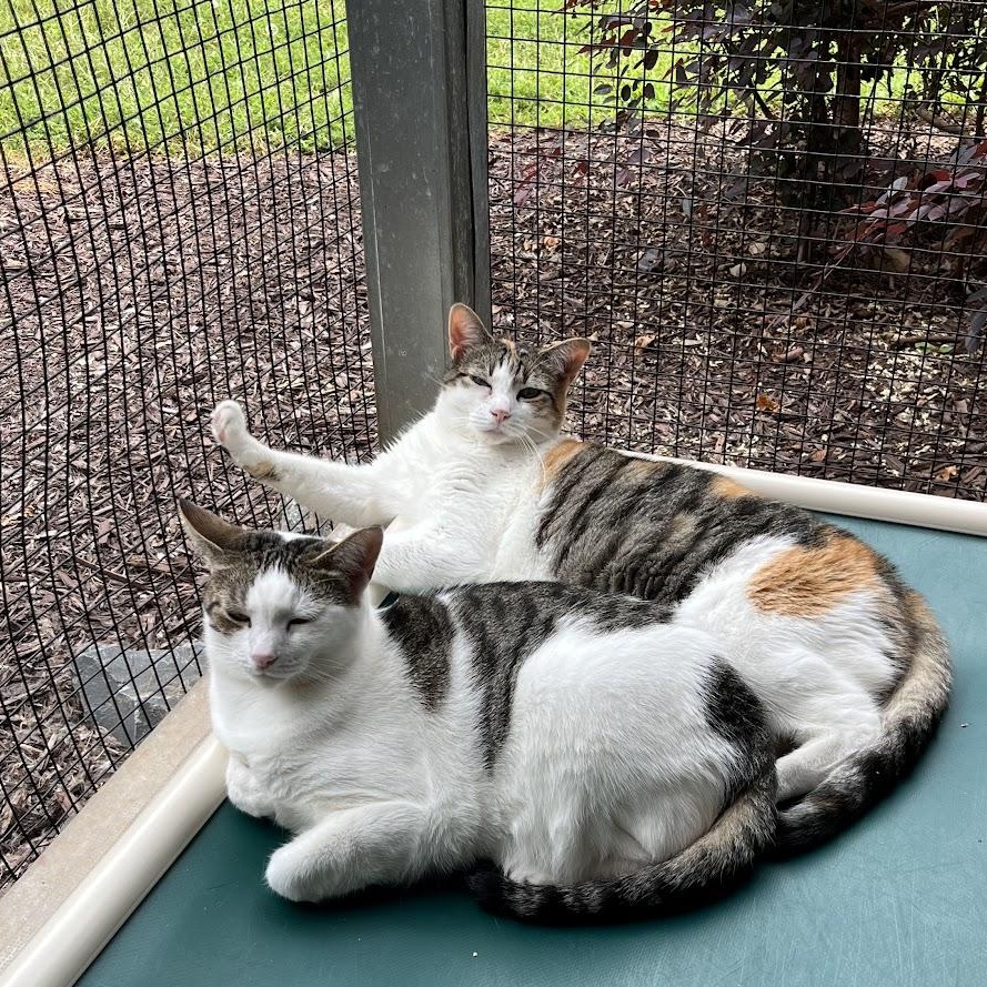 Enlarge Elliott, a Adoptable Domestic Short Hair in Salisbury, NC image 5/6