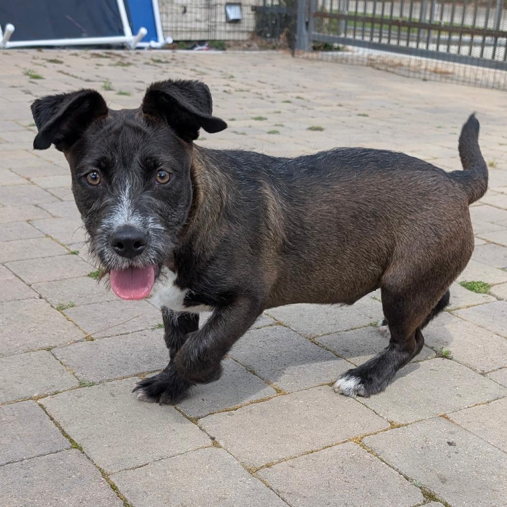 Enlarge Darth - City of Industry Location, a Adoptable mixed breed in Chino Hills, CA image 1/6