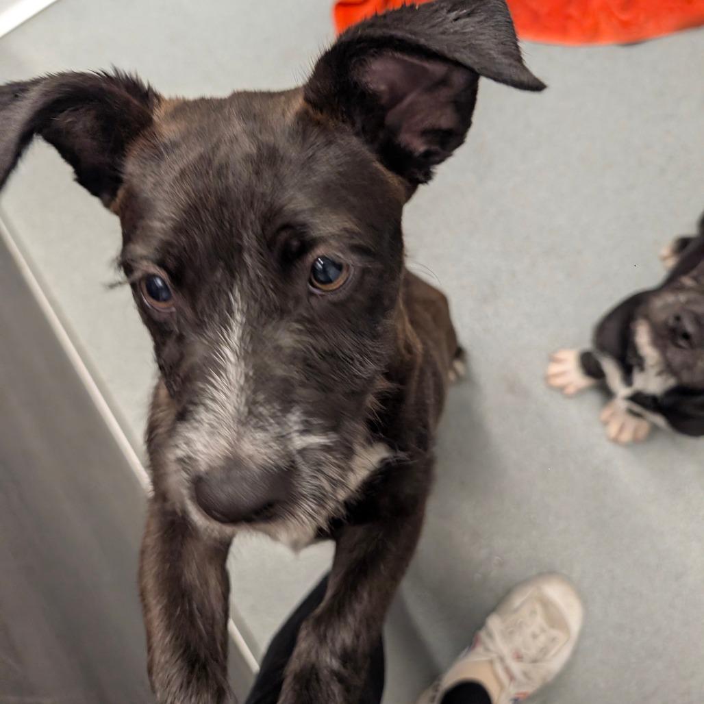 Enlarge Darth - City of Industry Location, a Adoptable mixed breed in Chino Hills, CA image 2/6