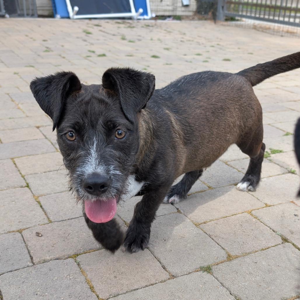 Enlarge Darth - City of Industry Location, a Adoptable mixed breed in Chino Hills, CA image 3/6