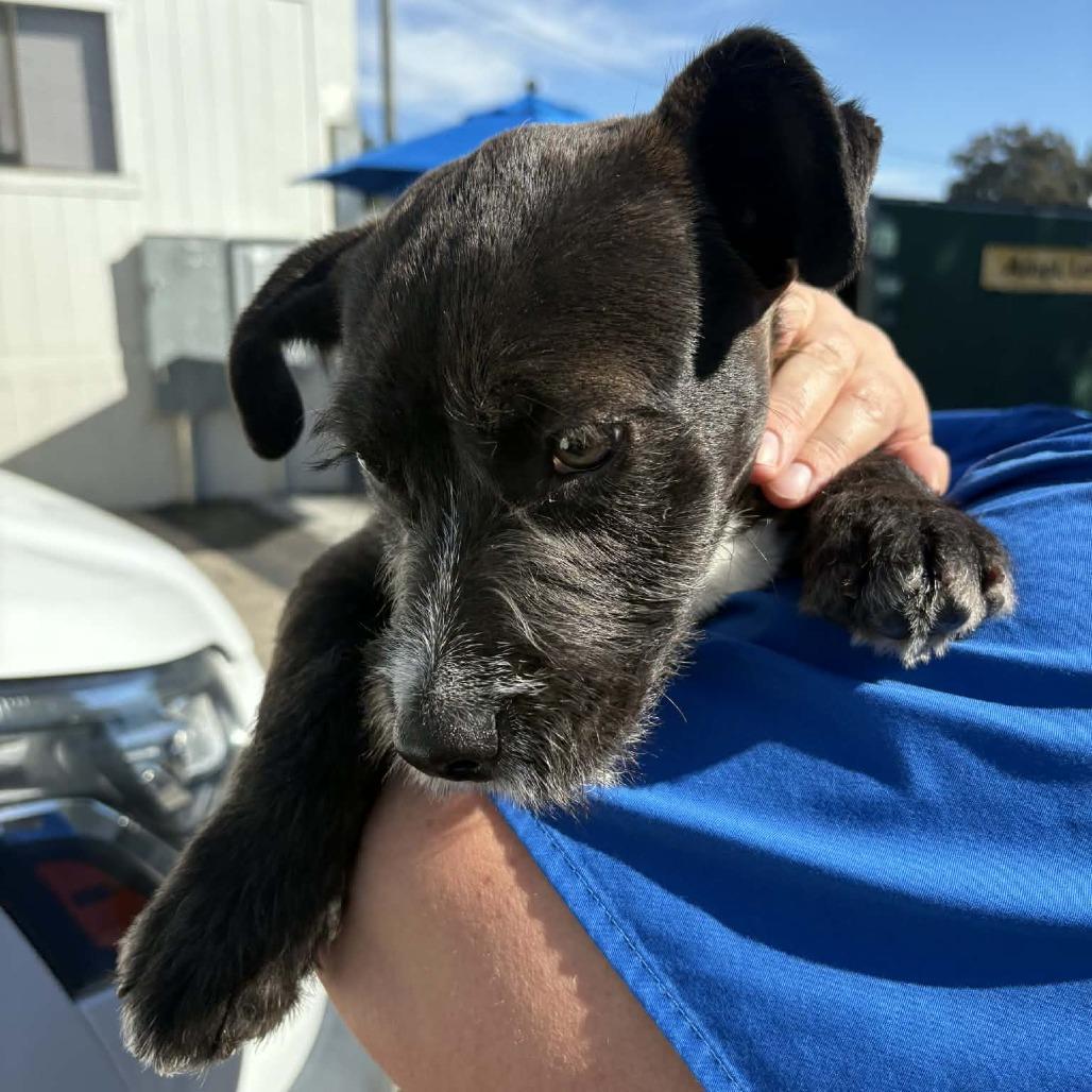 Enlarge Darth - City of Industry Location, a Adoptable mixed breed in Chino Hills, CA image 4/6