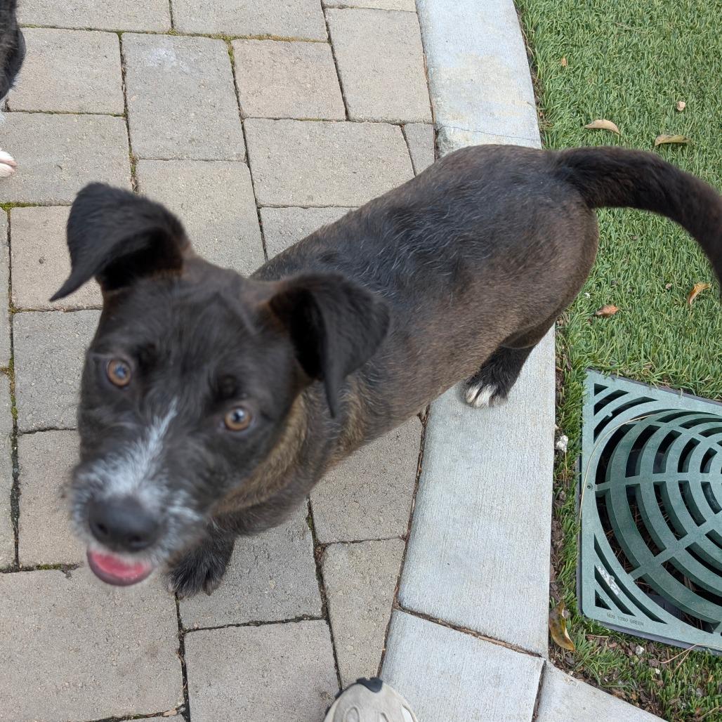 Enlarge Darth - City of Industry Location, a Adoptable mixed breed in Chino Hills, CA image 5/6