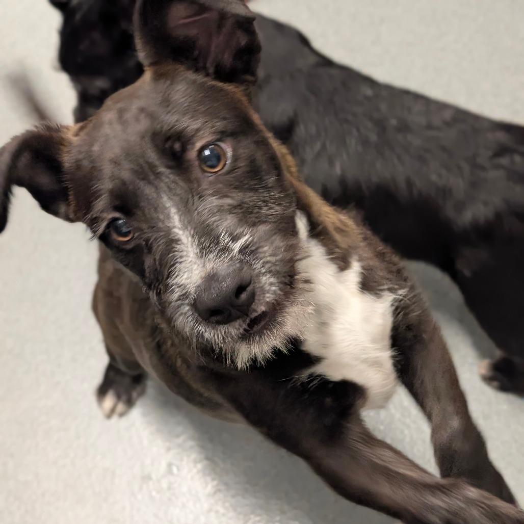 Enlarge Darth - City of Industry Location, a Adoptable mixed breed in Chino Hills, CA image 6/6