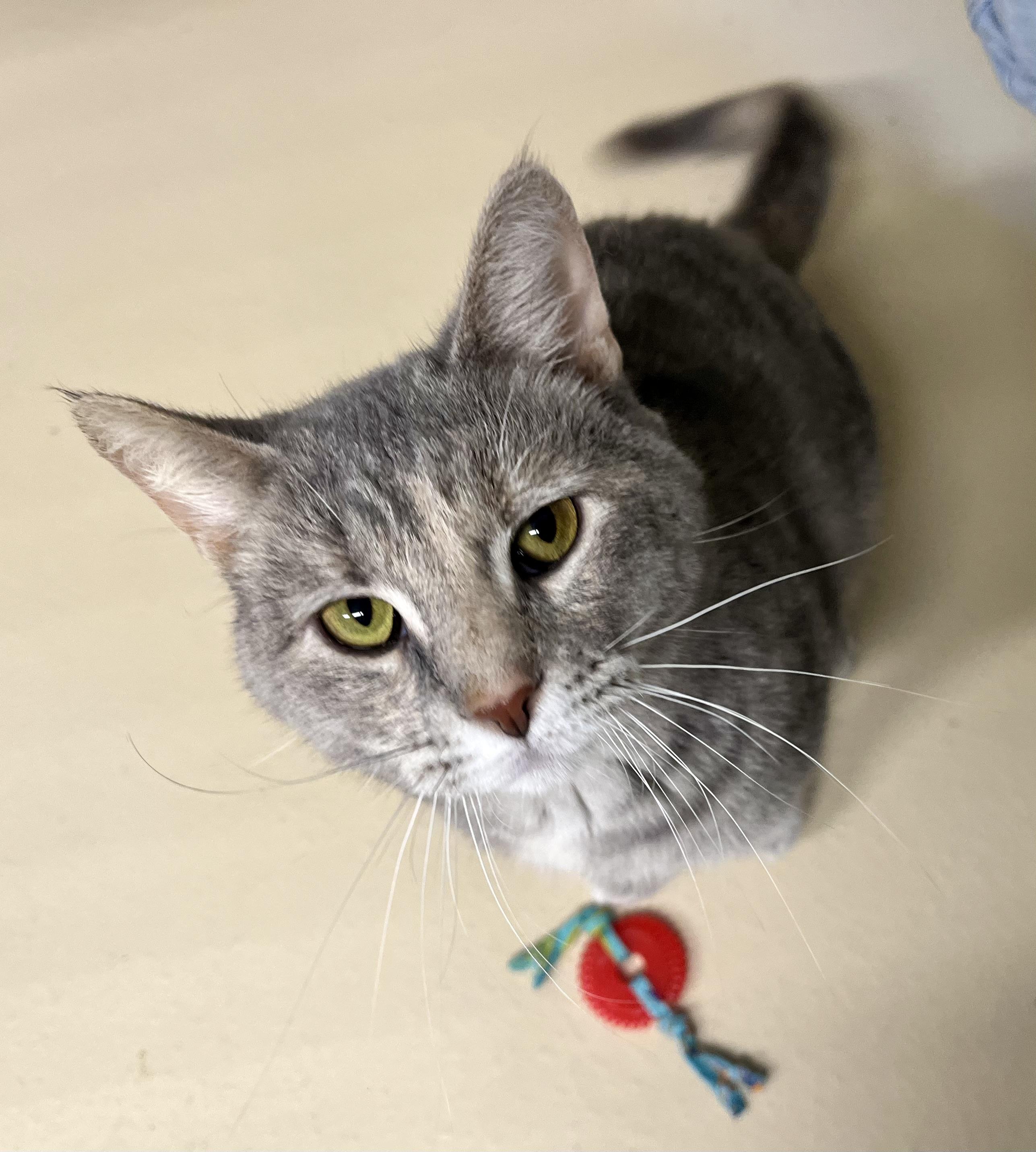 Blue, an adoptable Domestic Short Hair in Seville, OH image 2/2