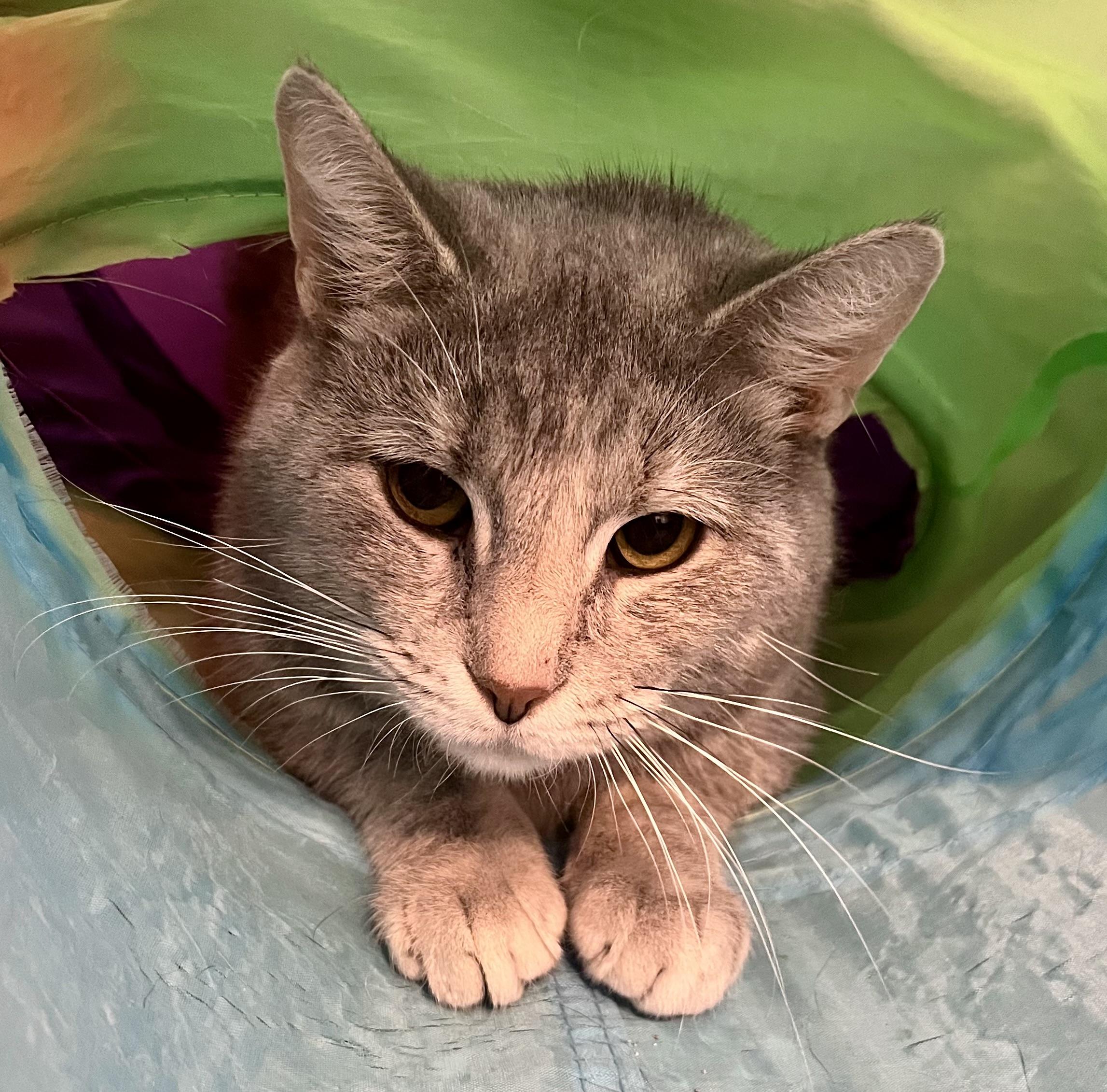 Blue, adoptable, Adult Female Domestic Short Hair.