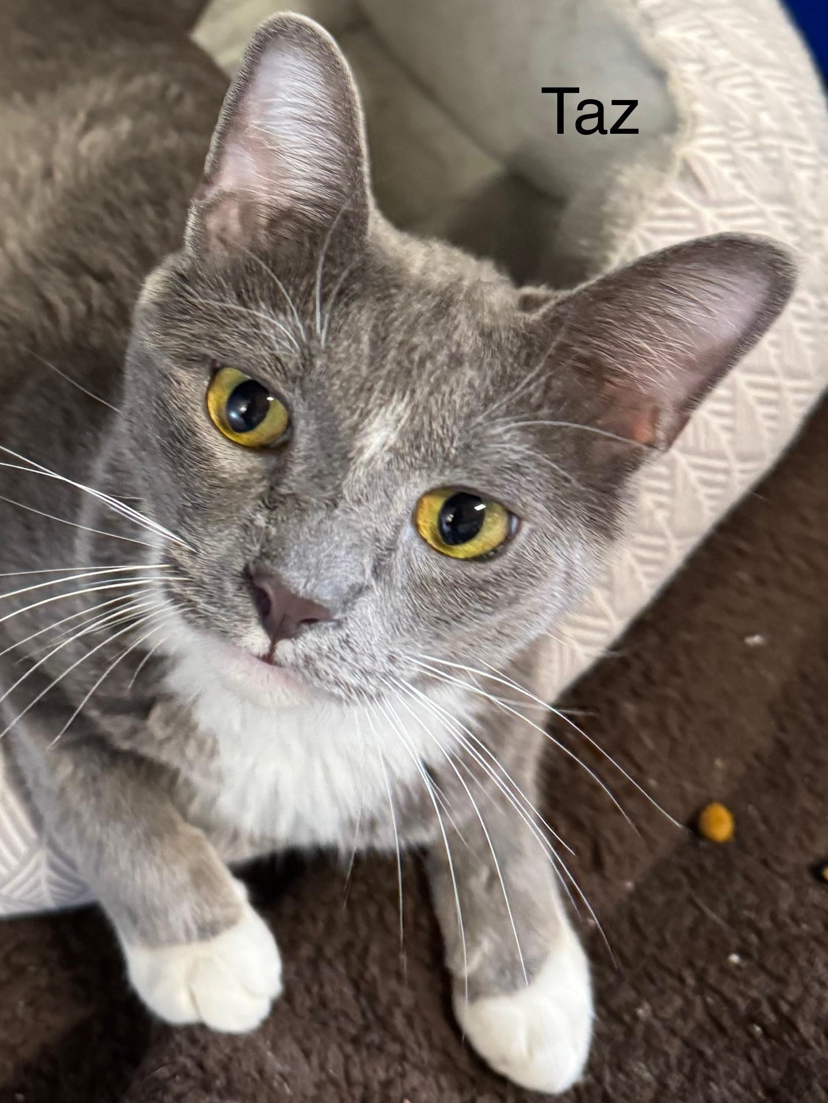 Taz, a ADOPTABLE Domestic Short Hair in Ludington, MI image 2/2