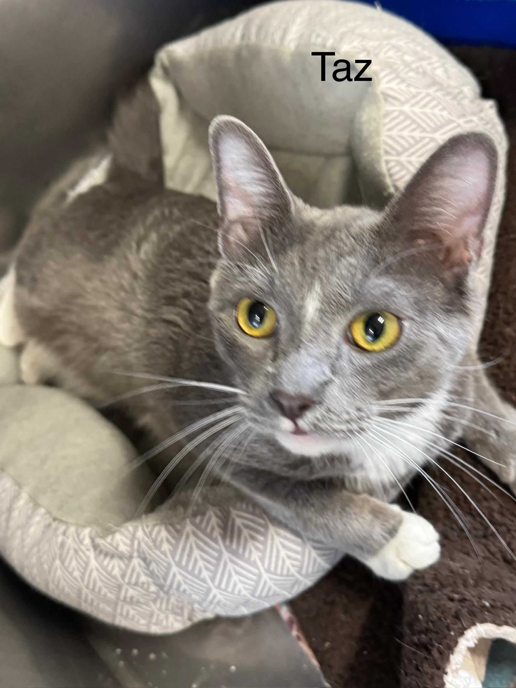 Taz, a ADOPTABLE Domestic Short Hair in Ludington, MI image 1/2