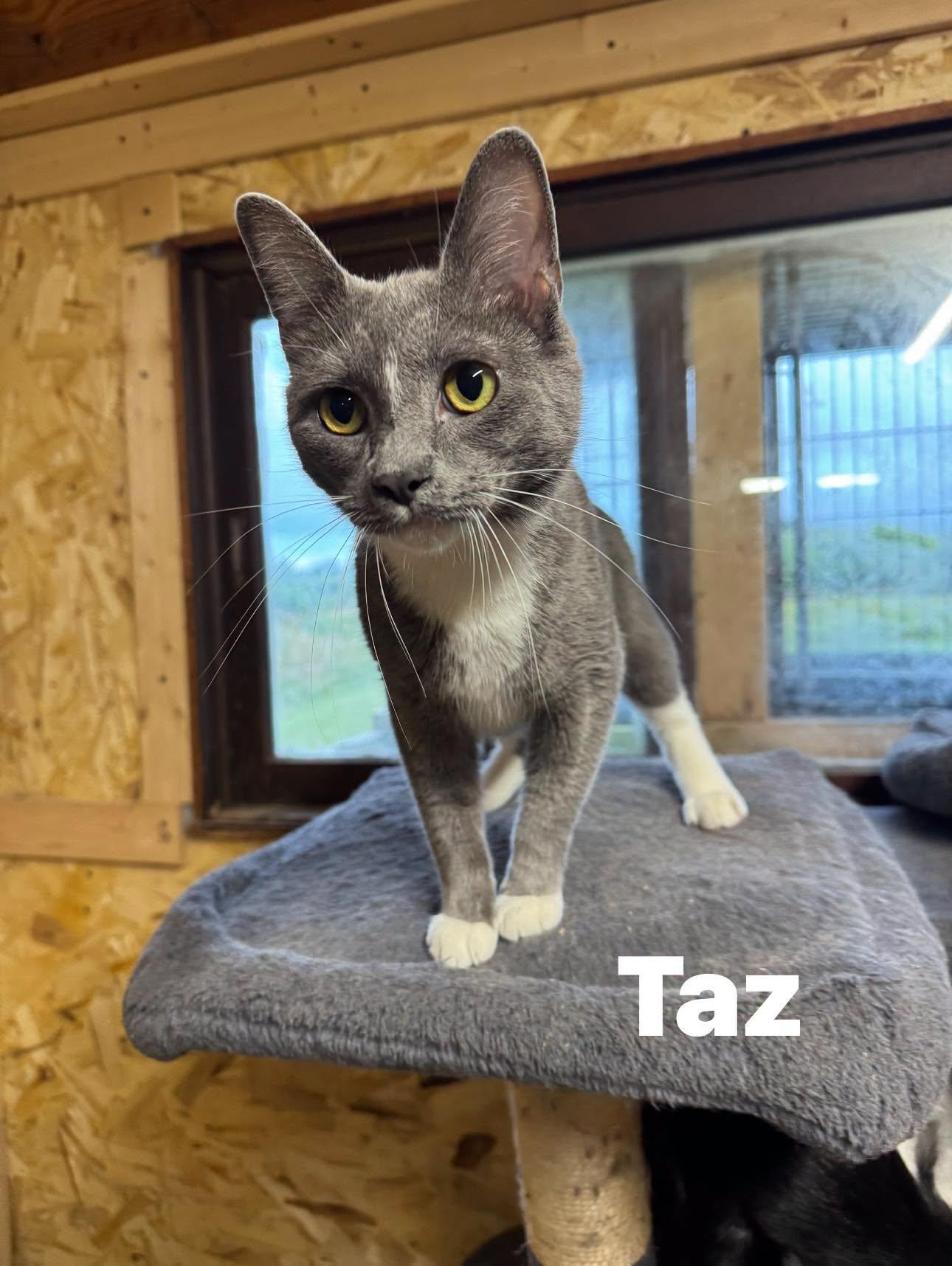 Taz, ADOPTABLE, Adult Male Domestic Short Hair.