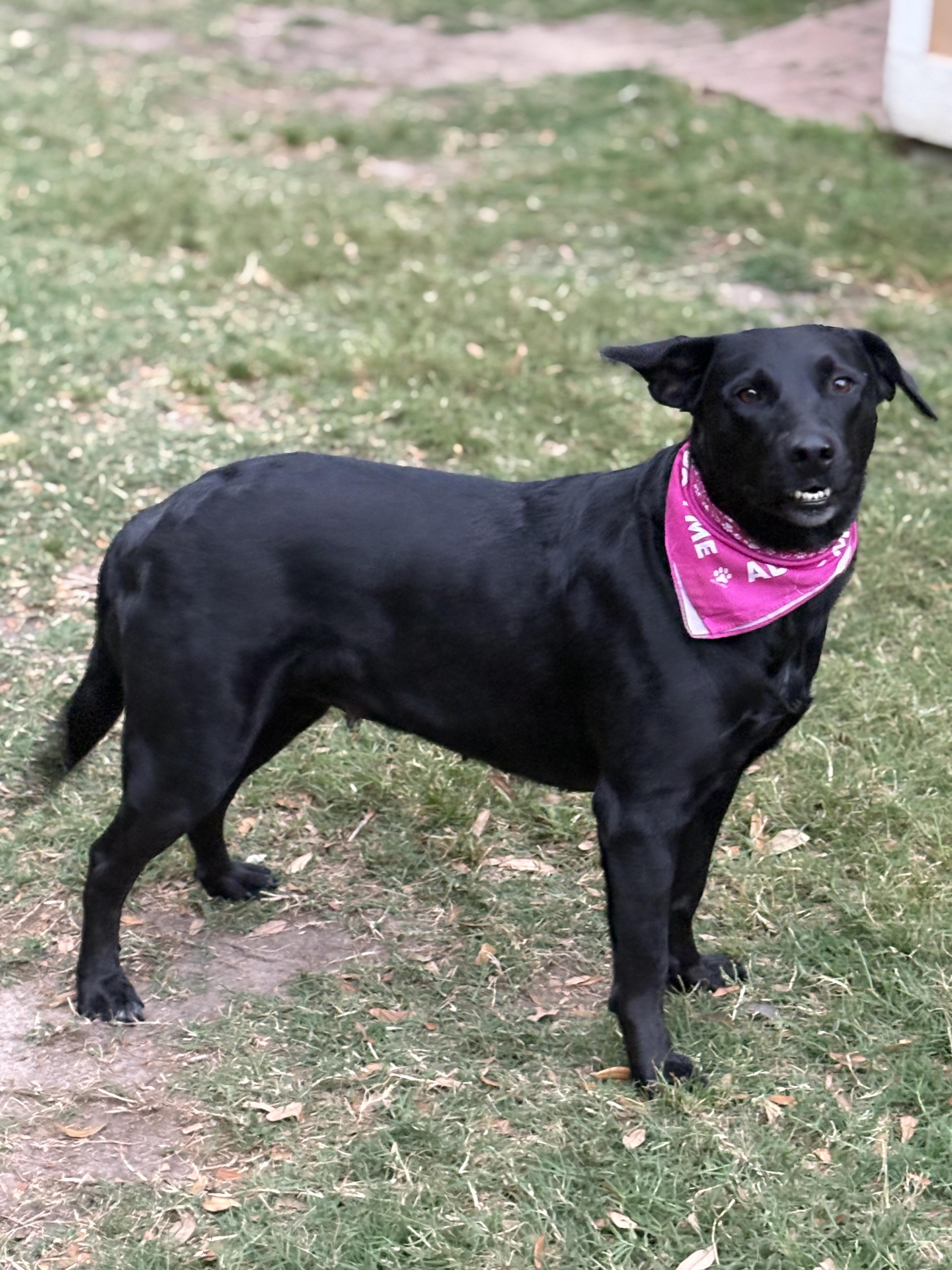 Enlarge Twinkles, an adopted mixed breed in Bensalem, PA image 5/5