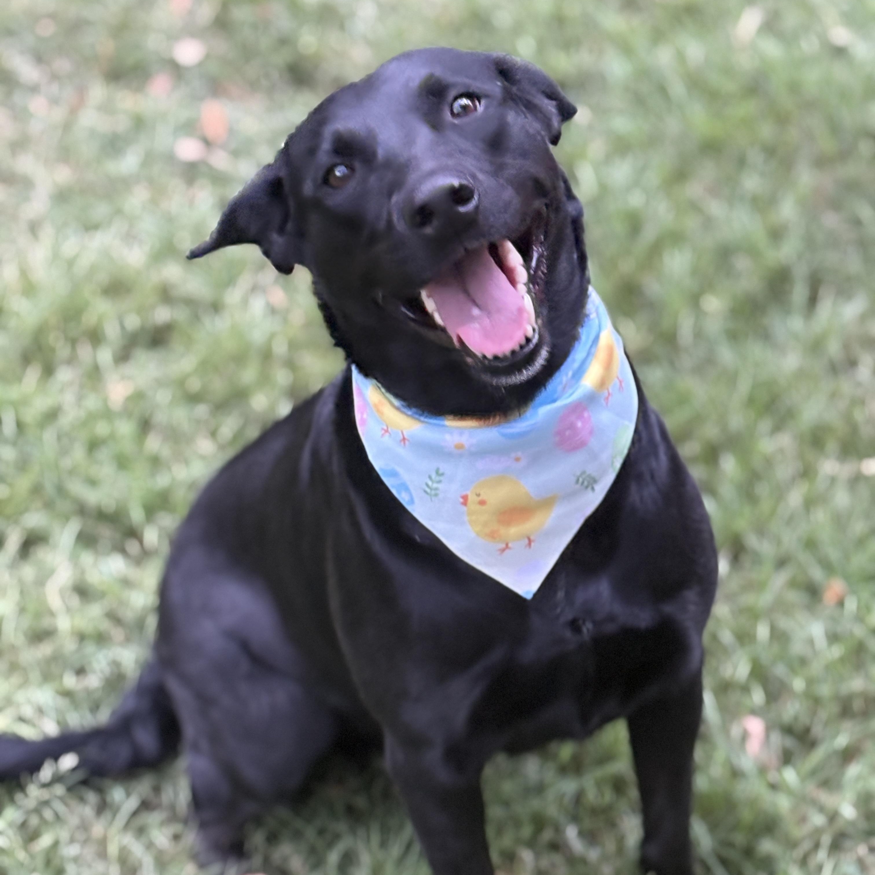 Enlarge Twinkles, an adopted mixed breed in Bensalem, PA image 4/5