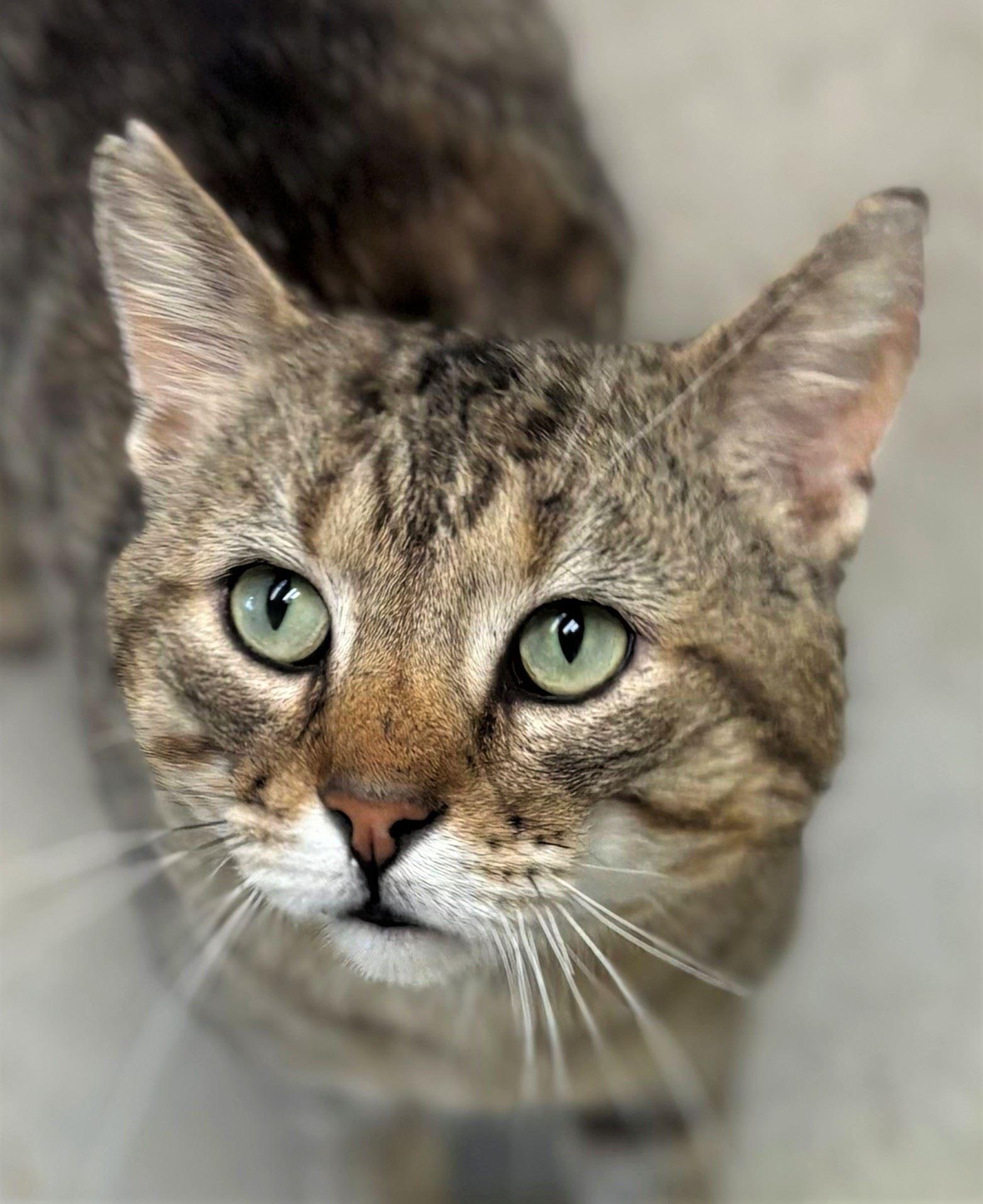 Blade, a ADOPTABLE Domestic Short Hair in Iowa City, IA image 1/2