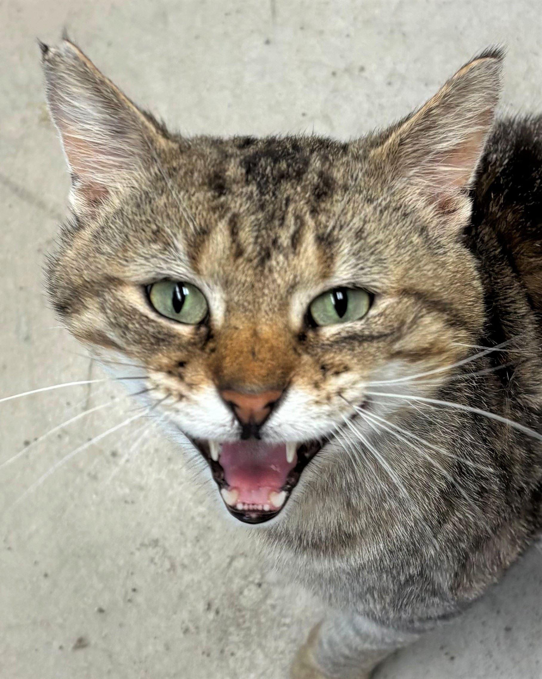Blade, a ADOPTABLE Domestic Short Hair in Iowa City, IA image 2/2