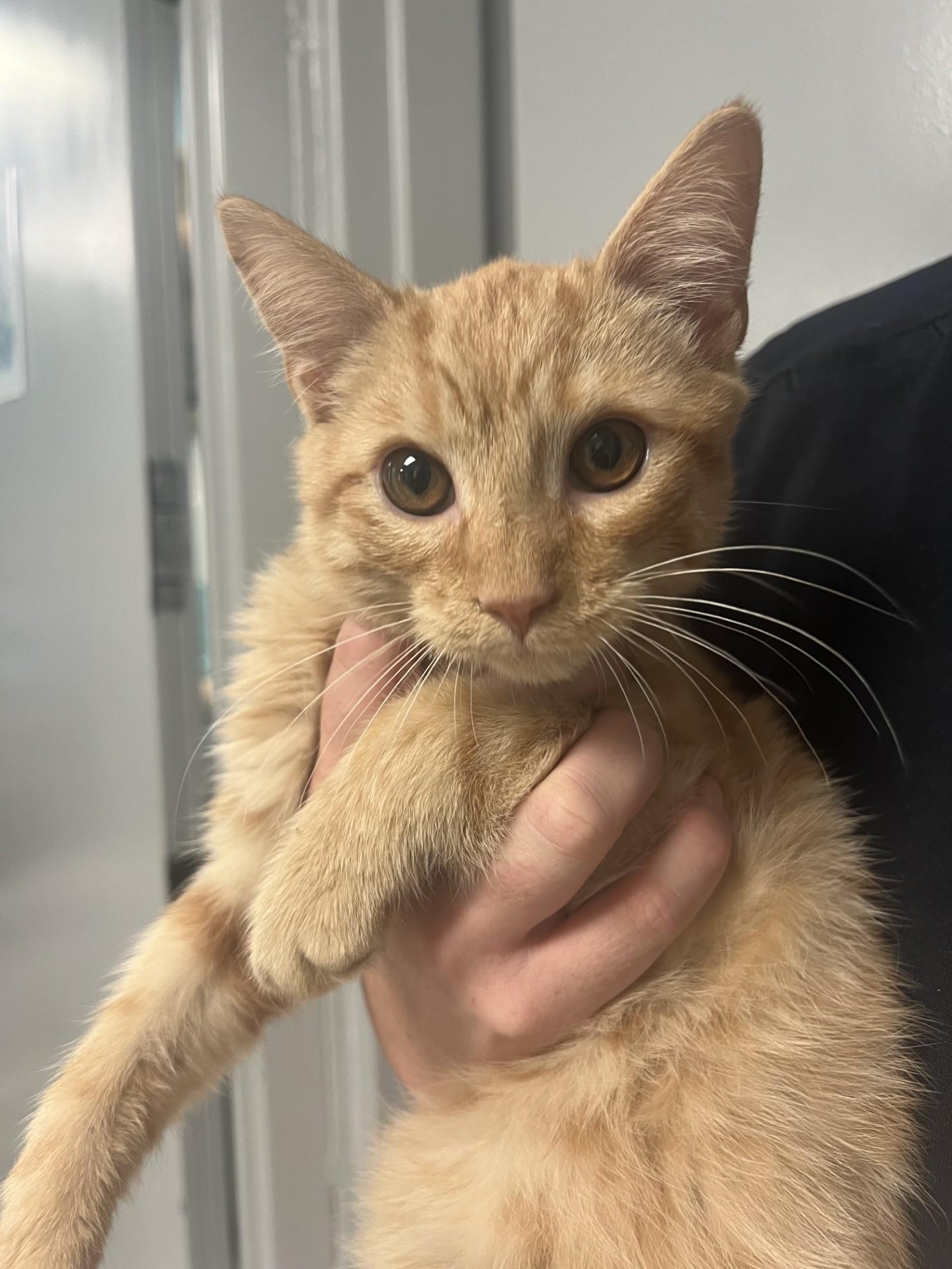 Rocket Man, adopted, Kitten Male Domestic Medium Hair.