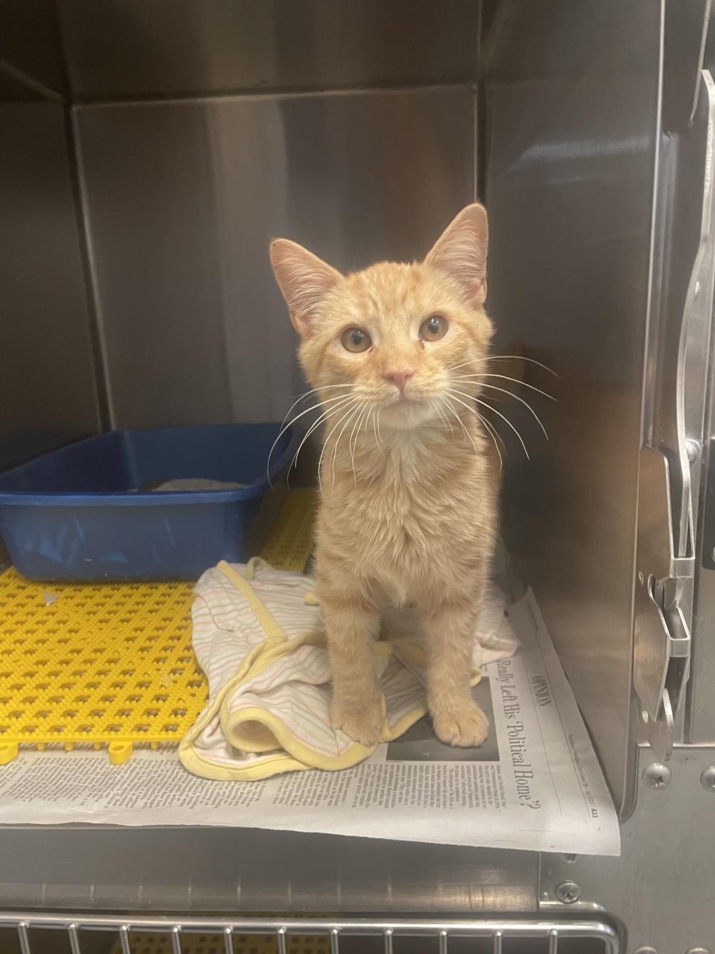 Enlarge Rocket Man, an adopted Domestic Medium Hair in Ashland, VA image 2/2