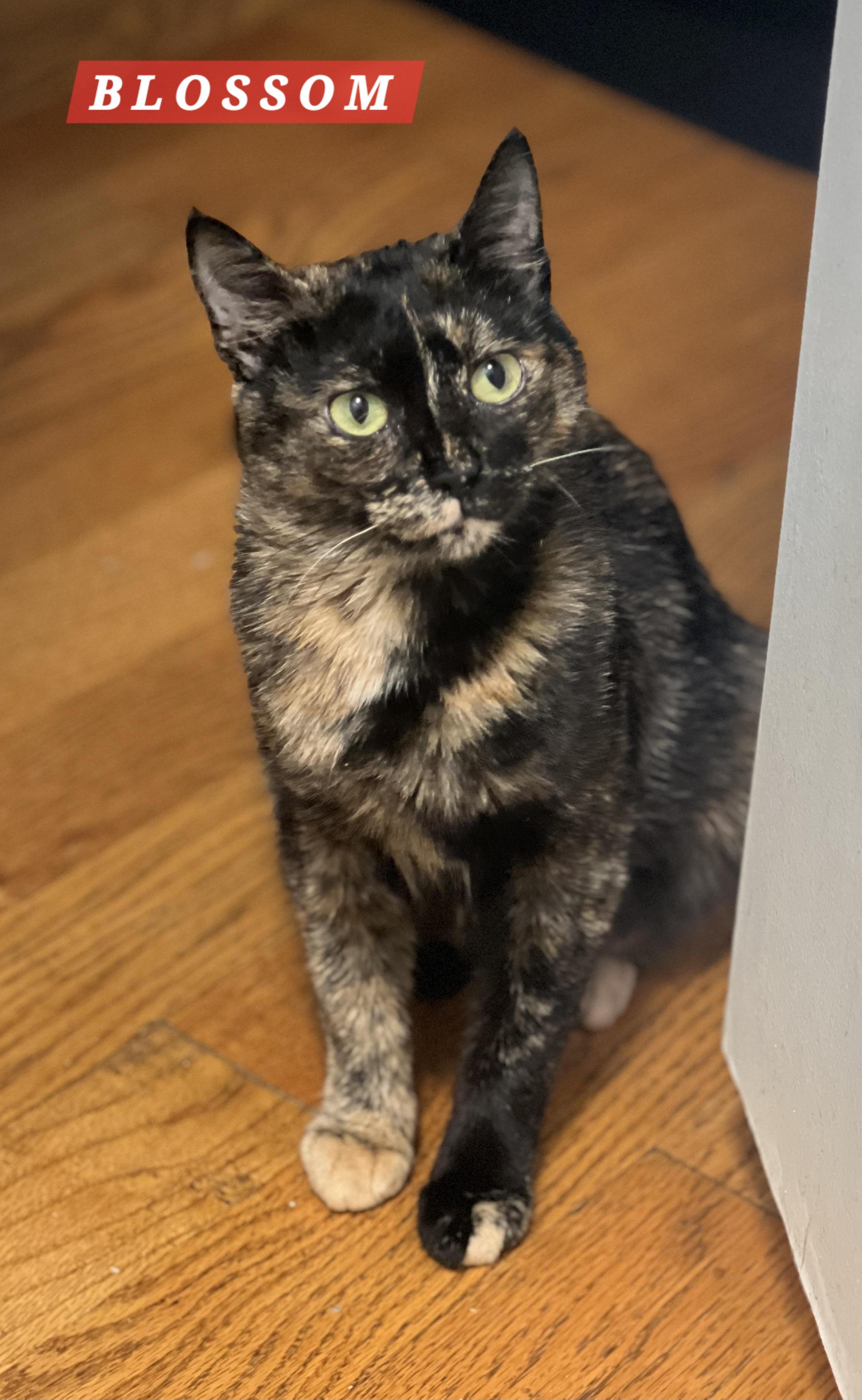 Blossom, adopted, Adult Female Domestic Short Hair.