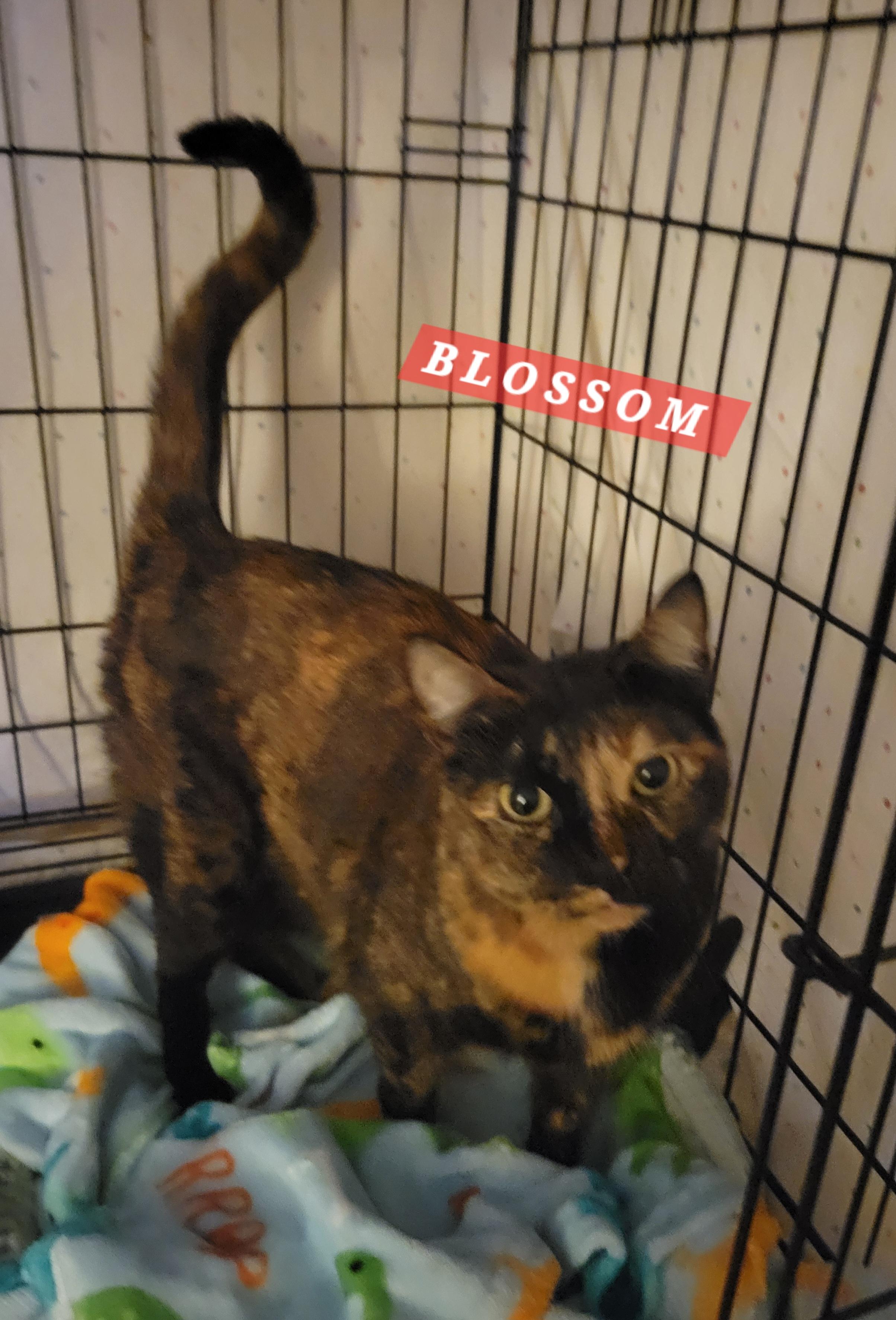 Enlarge Blossom, an adopted Domestic Short Hair in Orange, CA image 3/4
