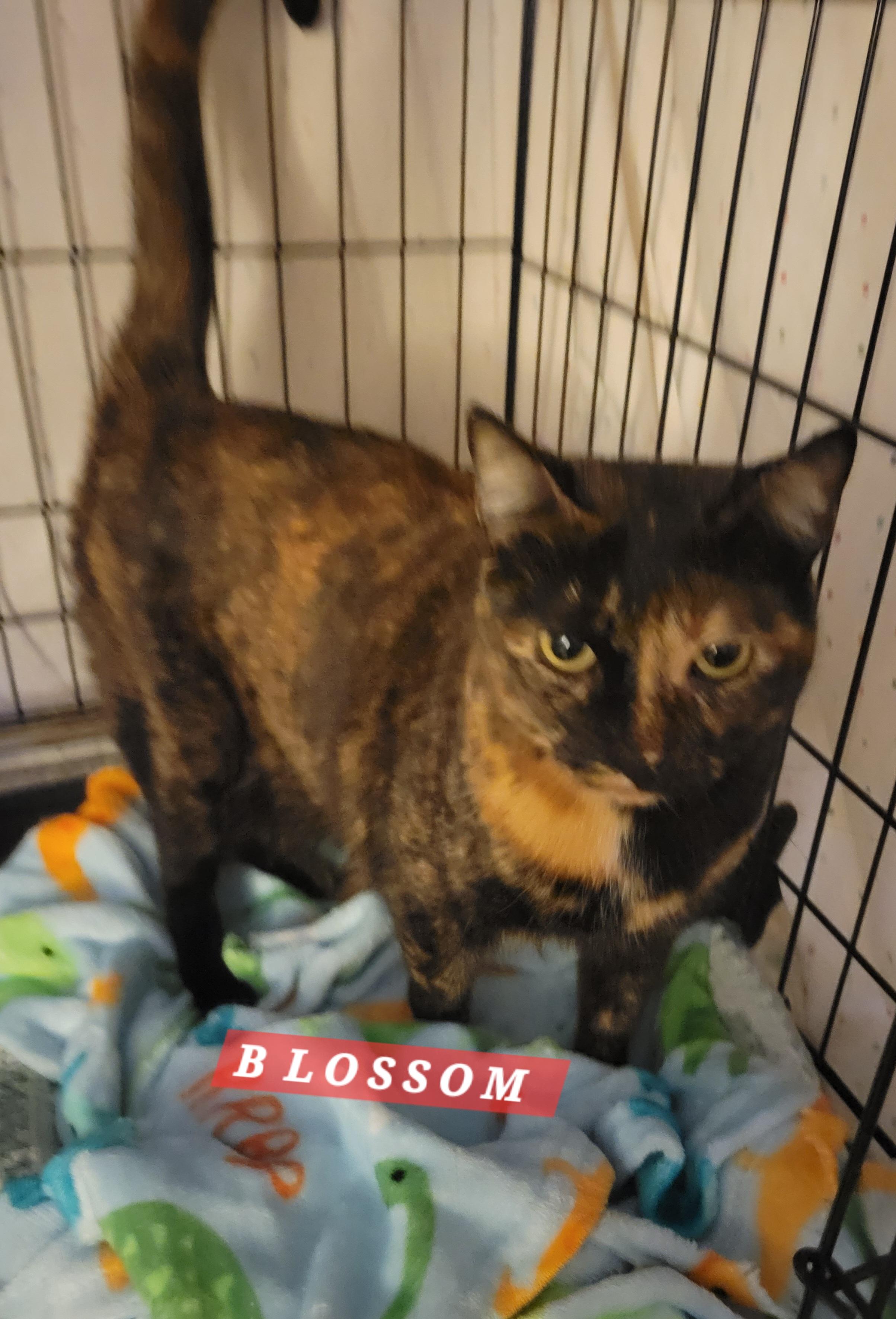 Enlarge Blossom, an adopted Domestic Short Hair in Orange, CA image 2/4