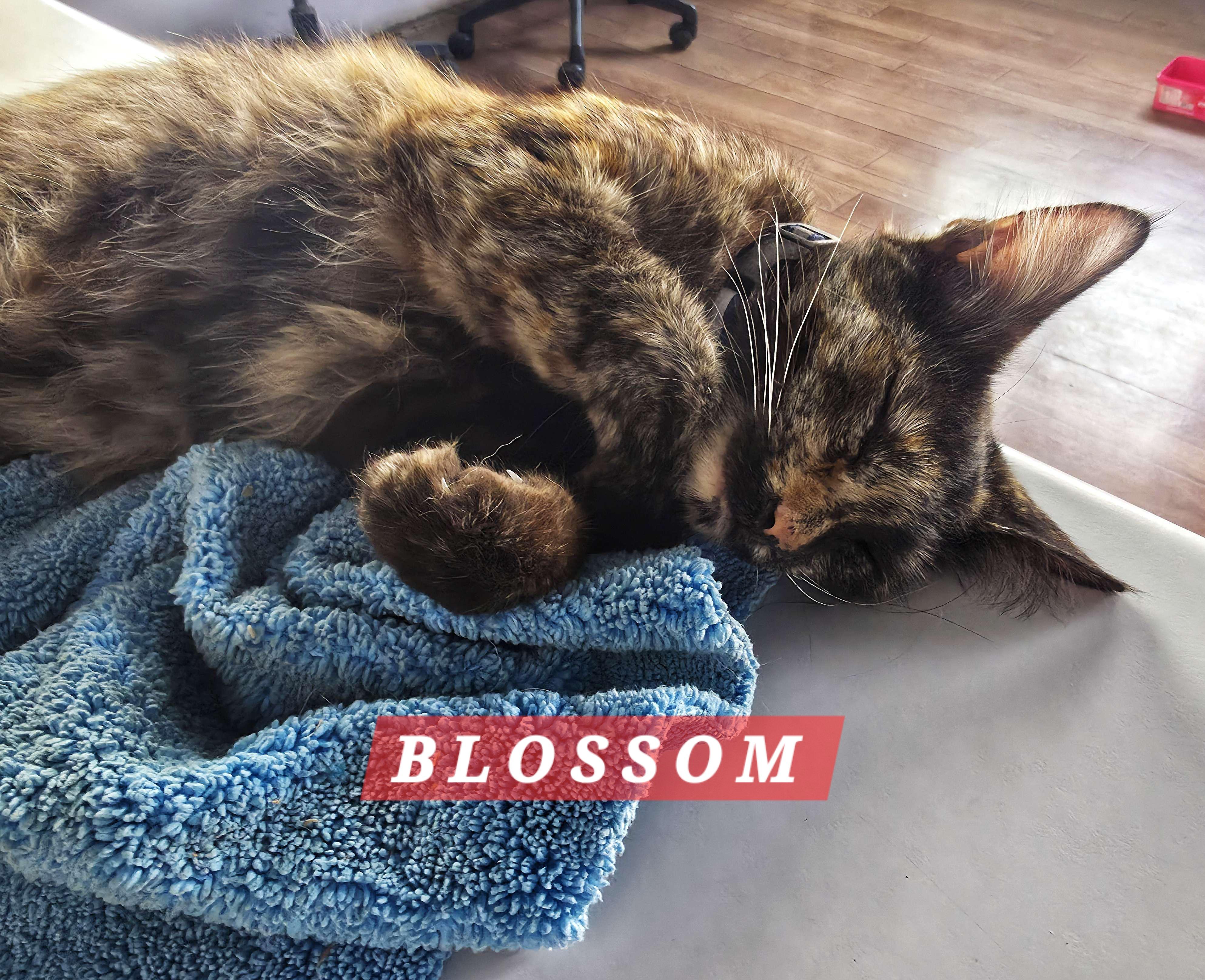 Enlarge Blossom, an adopted Domestic Short Hair in Orange, CA image 4/4