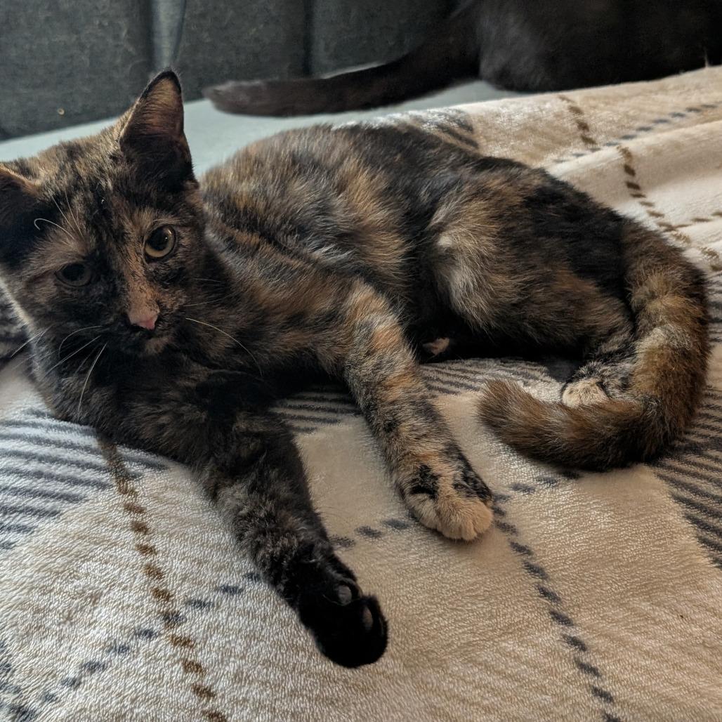Enlarge Myrtle, a Adoptable Domestic Short Hair in Bel Air, MD image 1/1