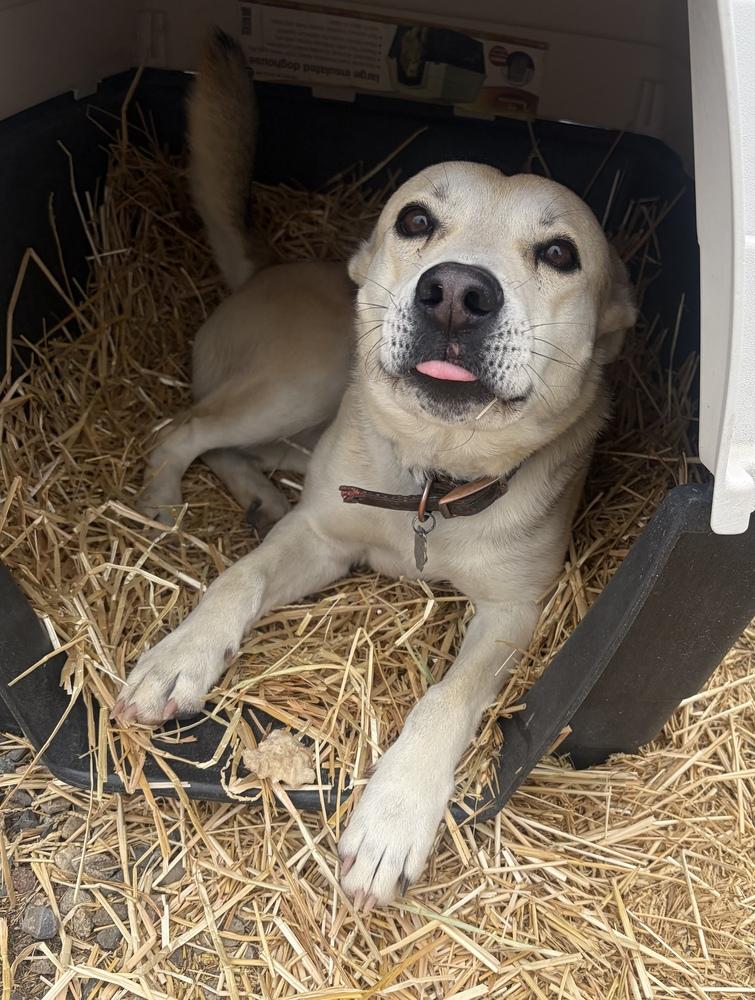 Crystal, Adoptable, Adult Female Husky & Terrier.