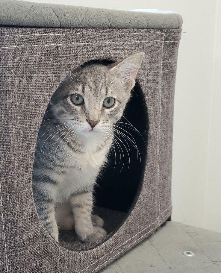 Elaine, Adopted, Kitten Female Domestic Short Hair.