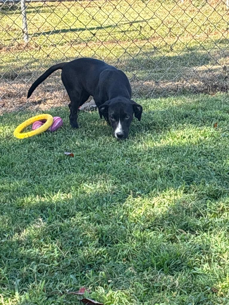 Enlarge Feta, a Adoptable mixed breed in Metter, GA image 1/1