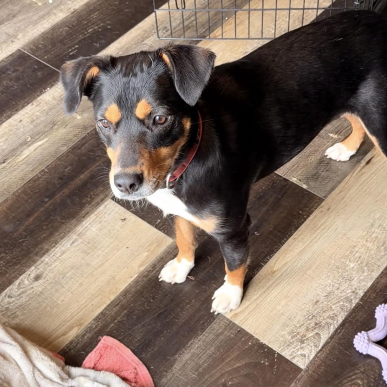 Enlarge Mama Pepper, a ADOPTABLE mixed breed in Wilmington, IL image 4/4