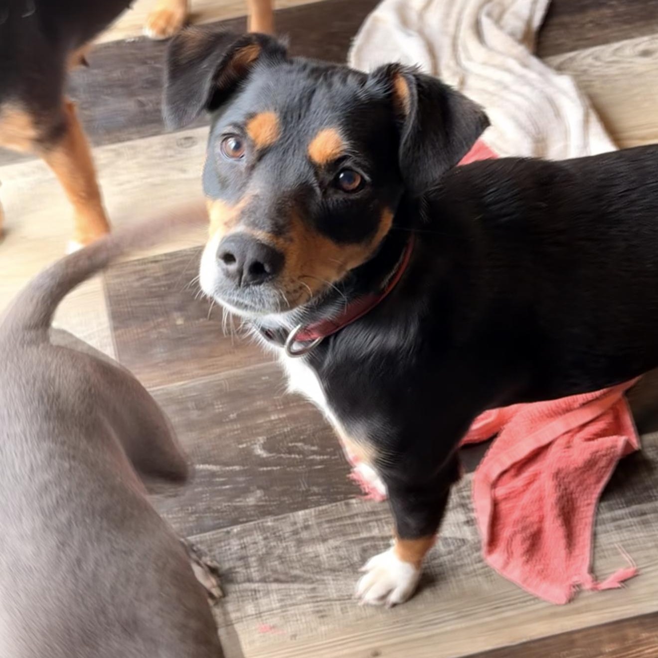 Enlarge Mama Pepper, a ADOPTABLE mixed breed in Wilmington, IL image 1/4