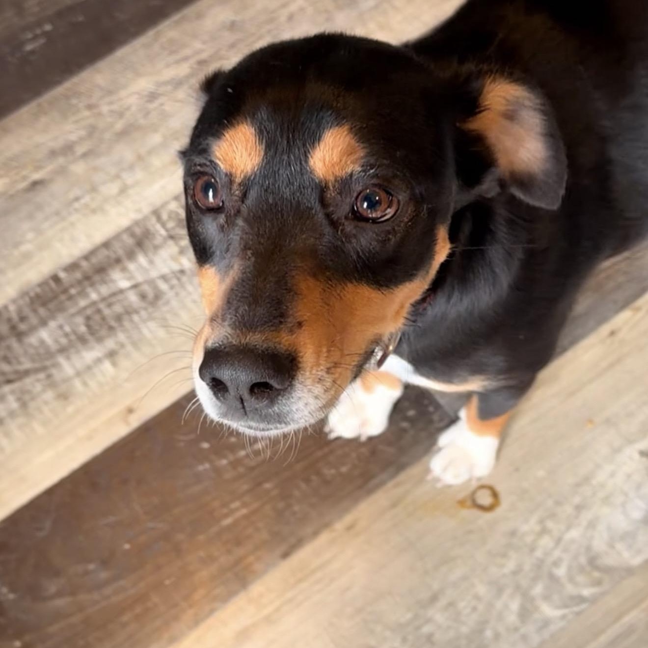 Enlarge Mama Pepper, a ADOPTABLE mixed breed in Wilmington, IL image 2/4