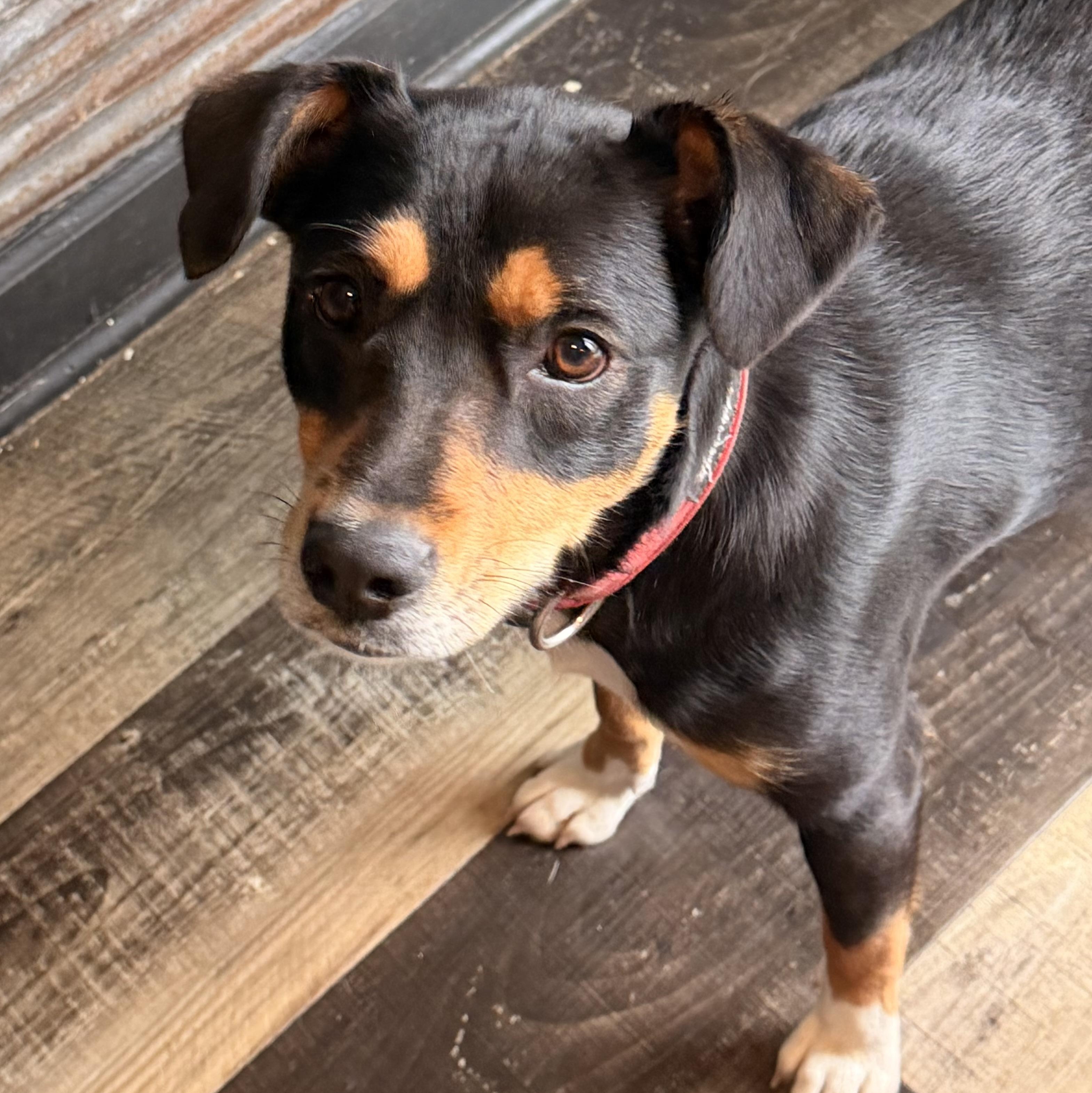 Enlarge Mama Pepper, a ADOPTABLE mixed breed in Wilmington, IL image 3/4