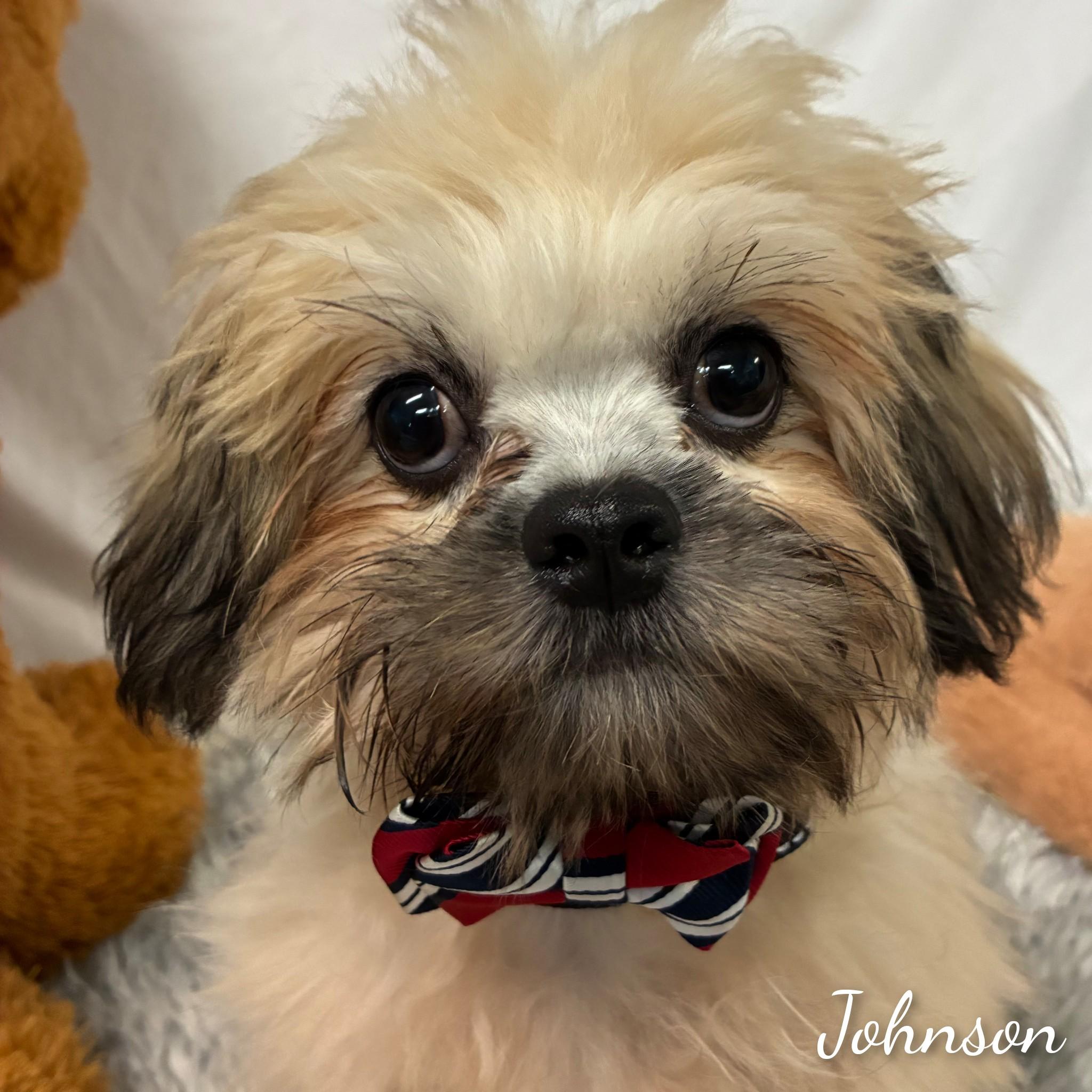 Enlarge Johnson, a Adopted Lhasa Apso in Fredericksburg, VA image 2/6