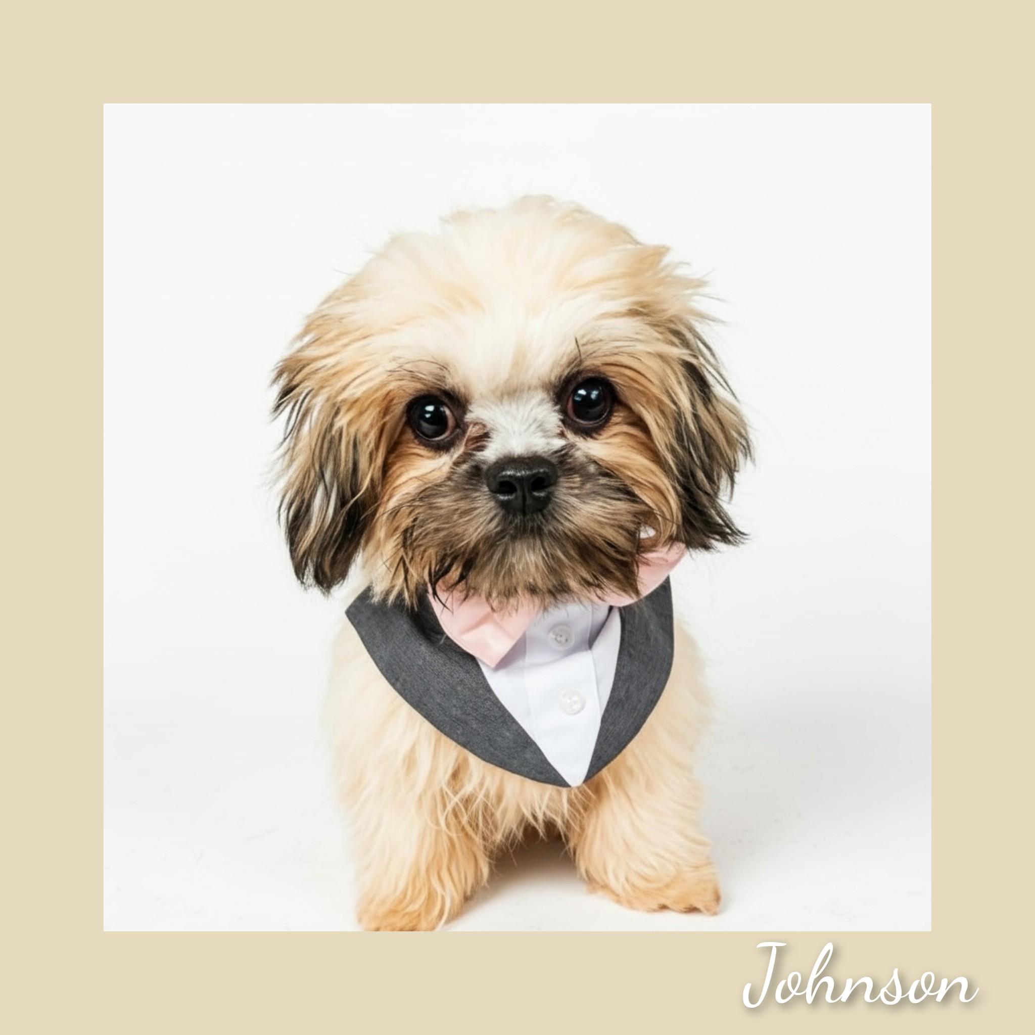 Johnson, Adopted, Puppy Male Lhasa Apso.