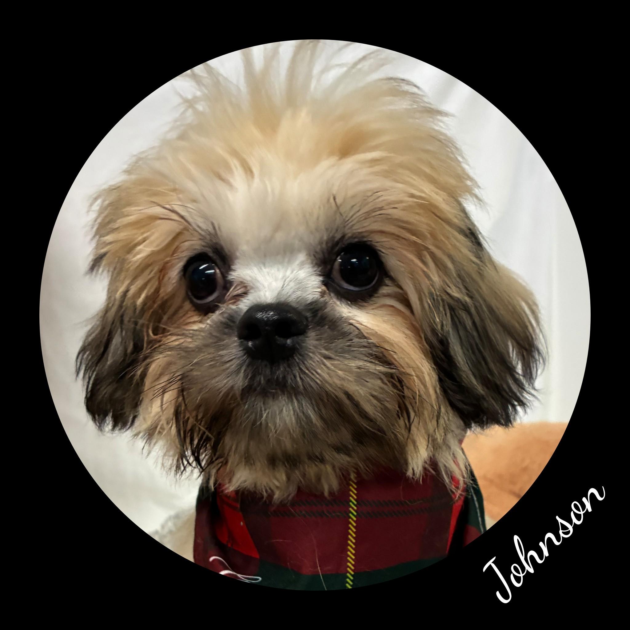 Enlarge Johnson, a Adopted Lhasa Apso in Fredericksburg, VA image 3/6