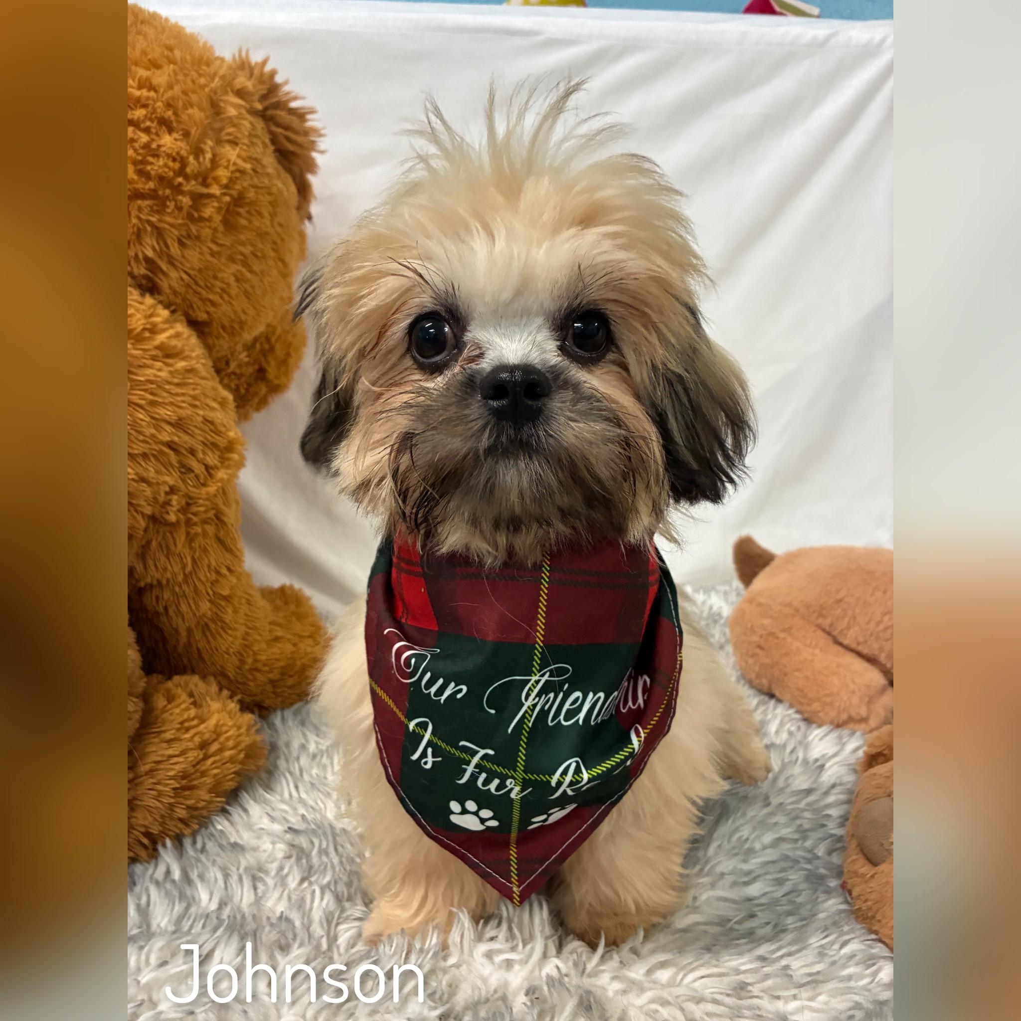 Enlarge Johnson, a Adopted Lhasa Apso in Fredericksburg, VA image 4/6